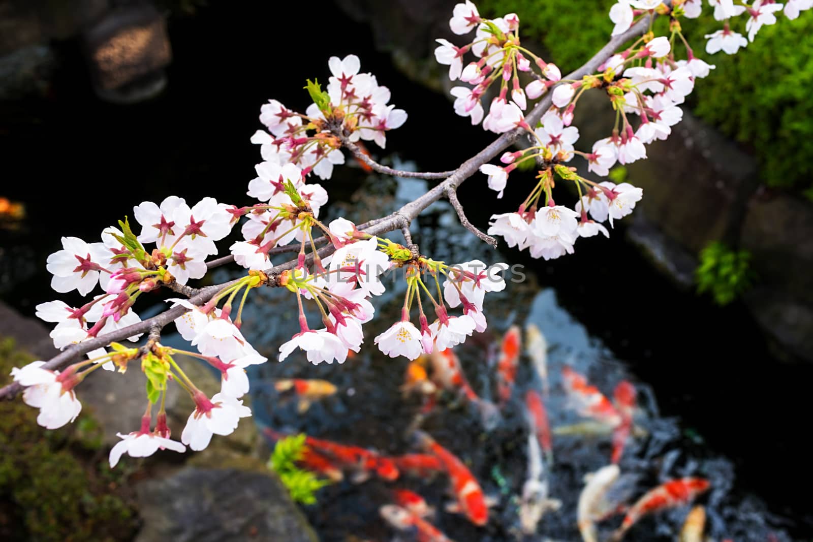 Sakura blossoms in Tokyo