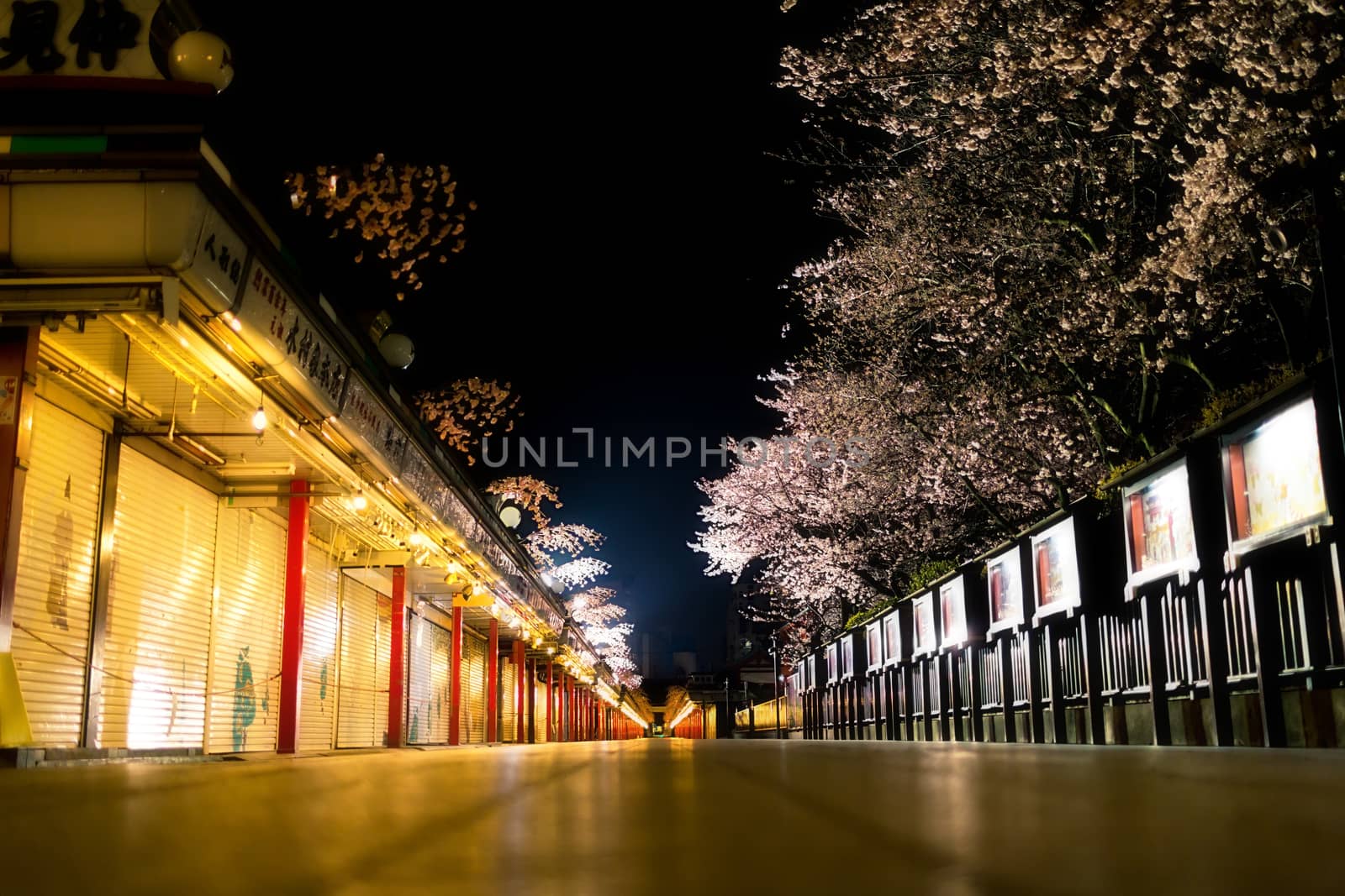 Sakura blossoms in Tokyo