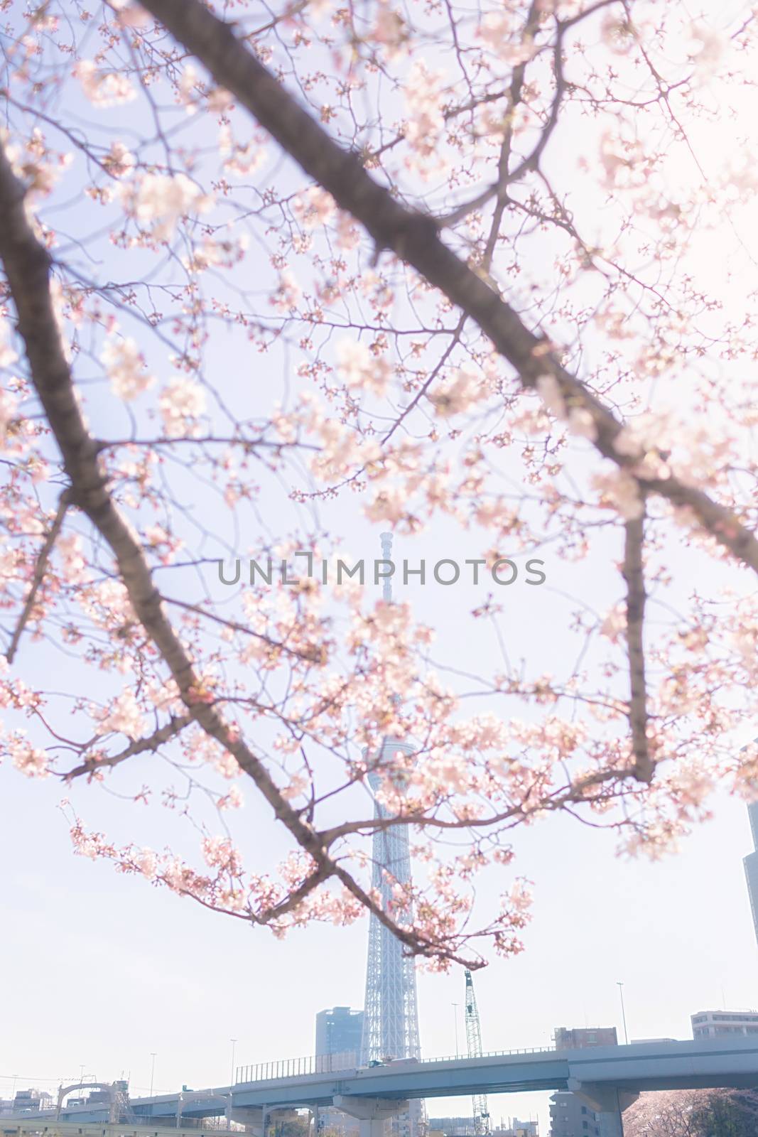 Tokyo Skytree with sakura surrounded