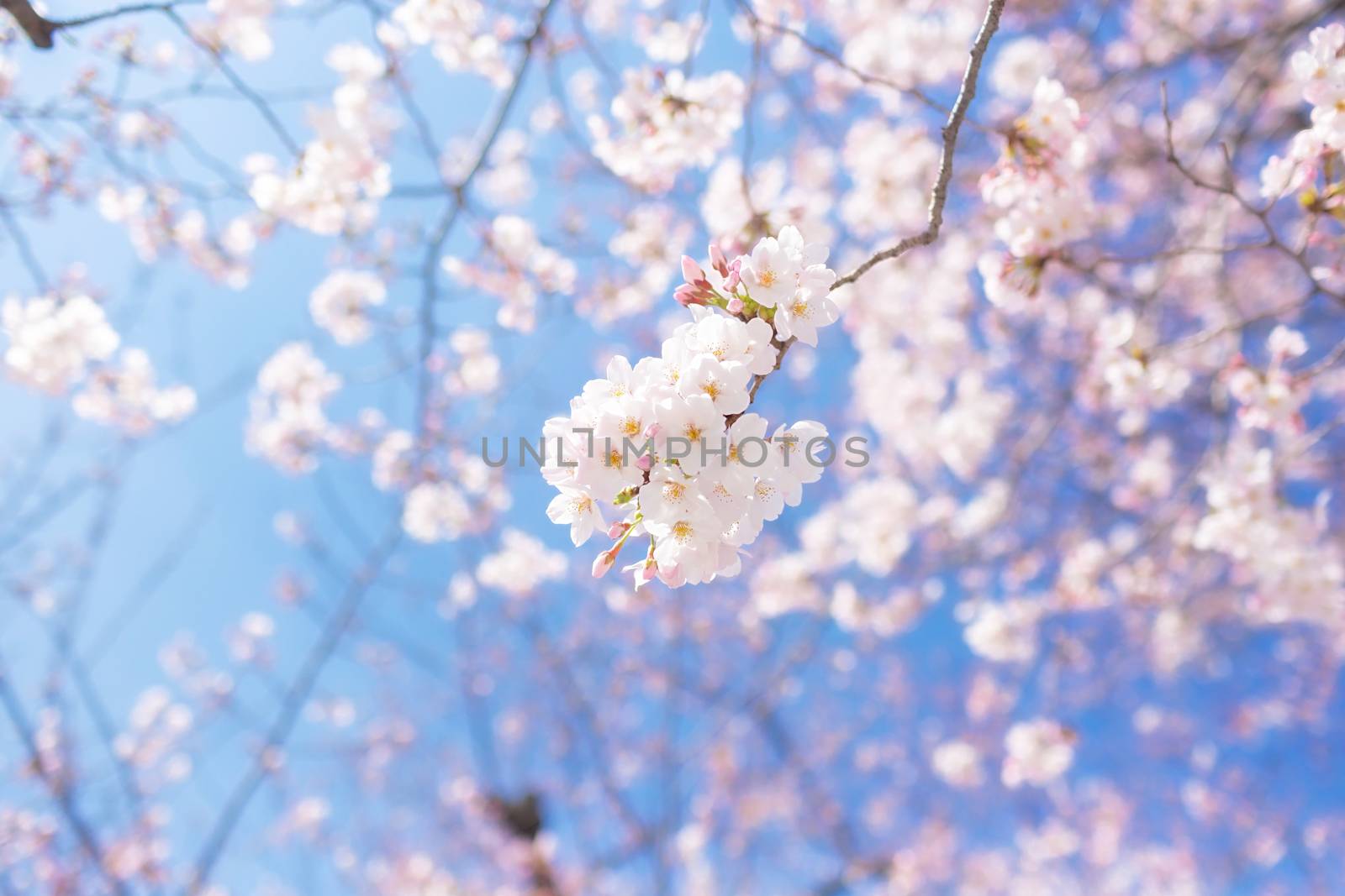 Sakura blossoms in Tokyo