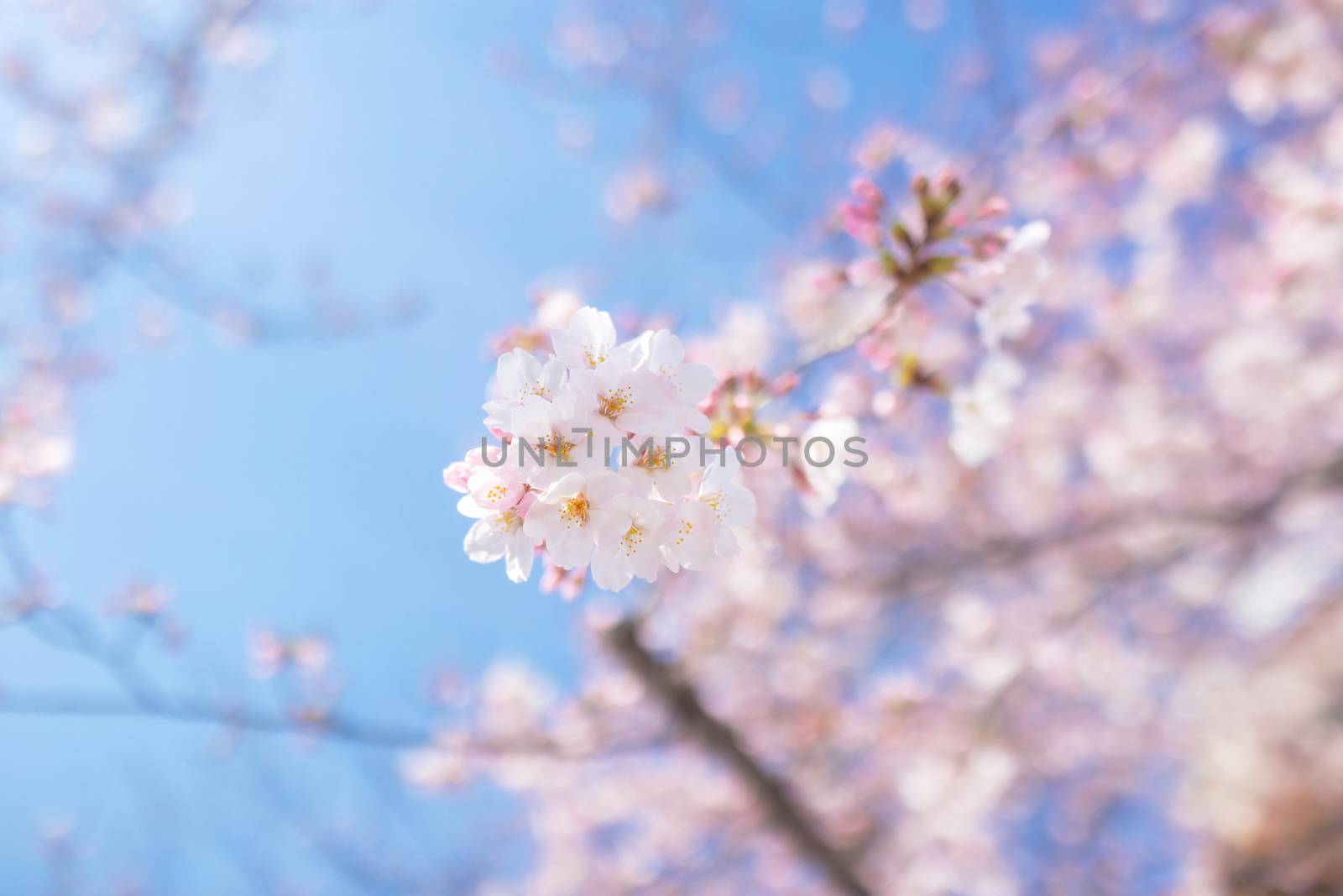 Sakura blossoms in Tokyo
