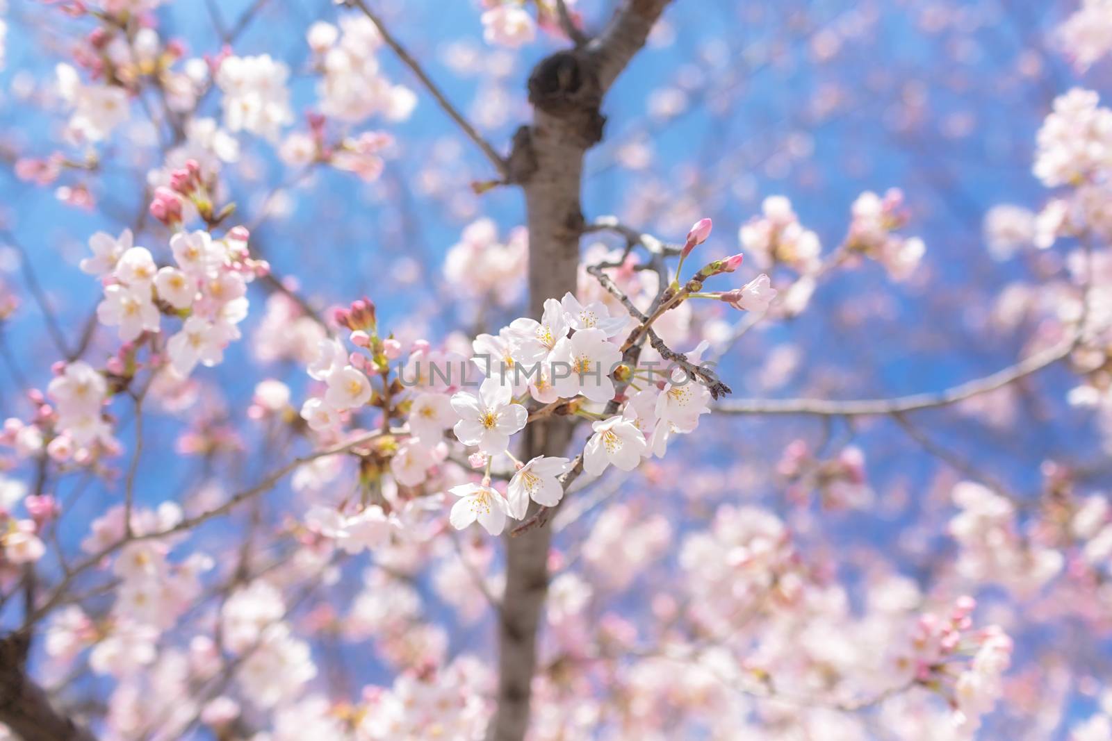 Sakura blossoms in Tokyo
