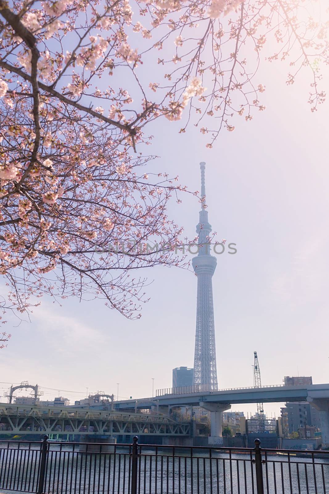 Tokyo Skytree with sakura surrounded