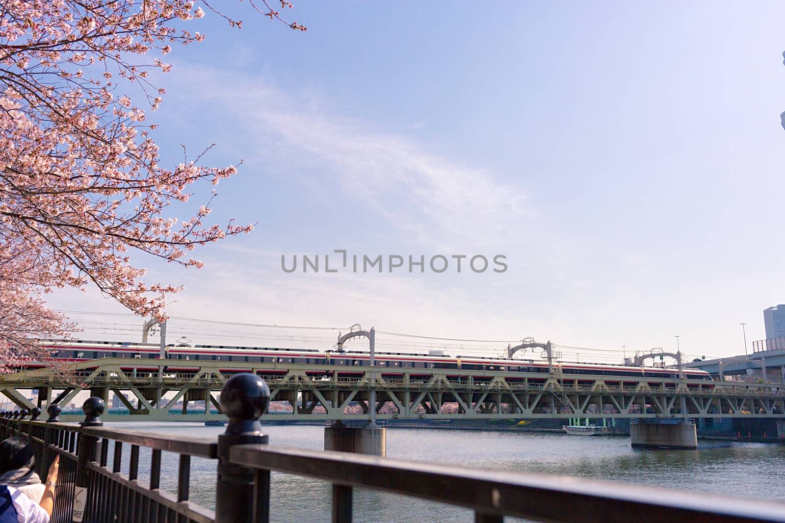 Sakura blossoms in Tokyo