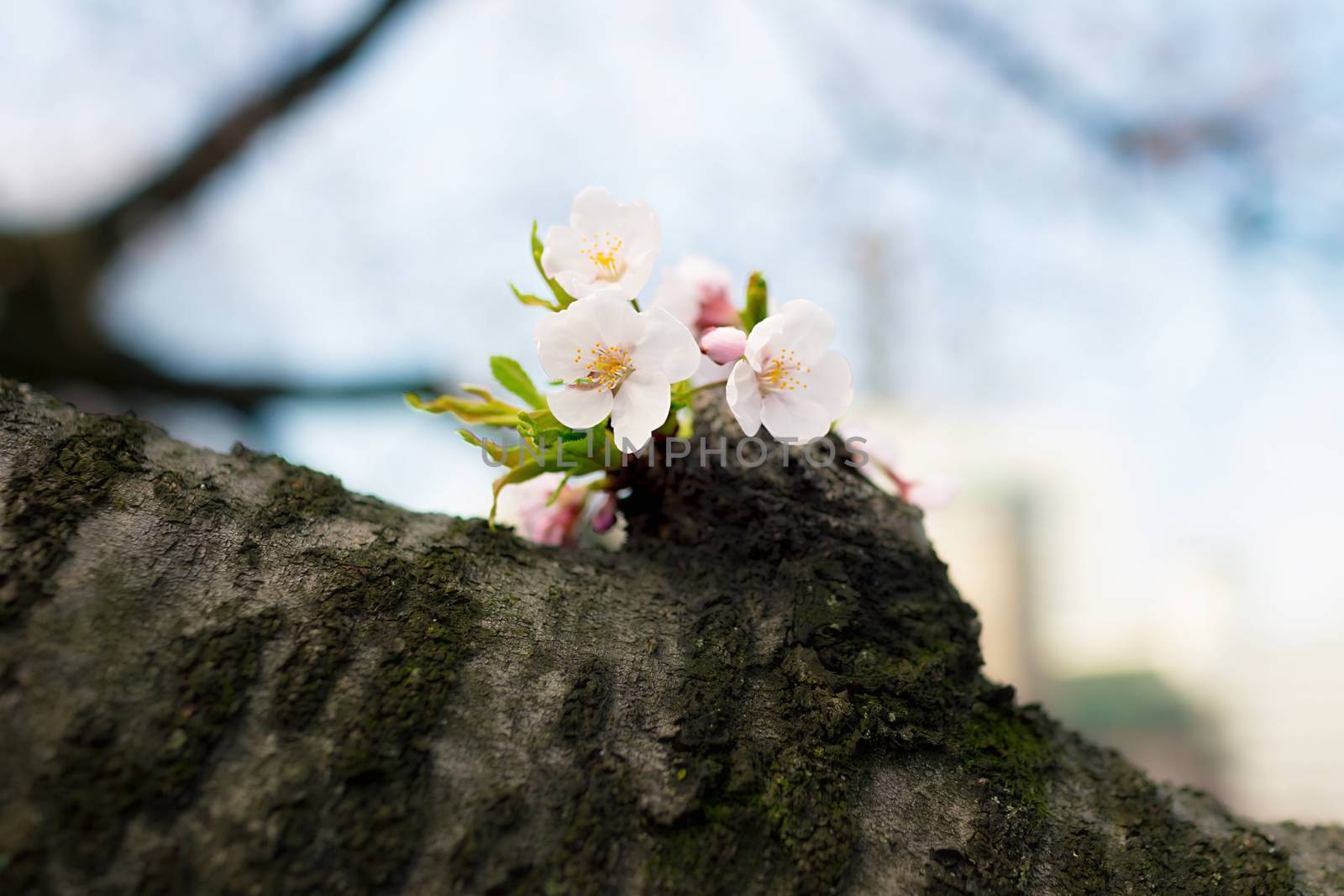Sakura blossoms in Tokyo