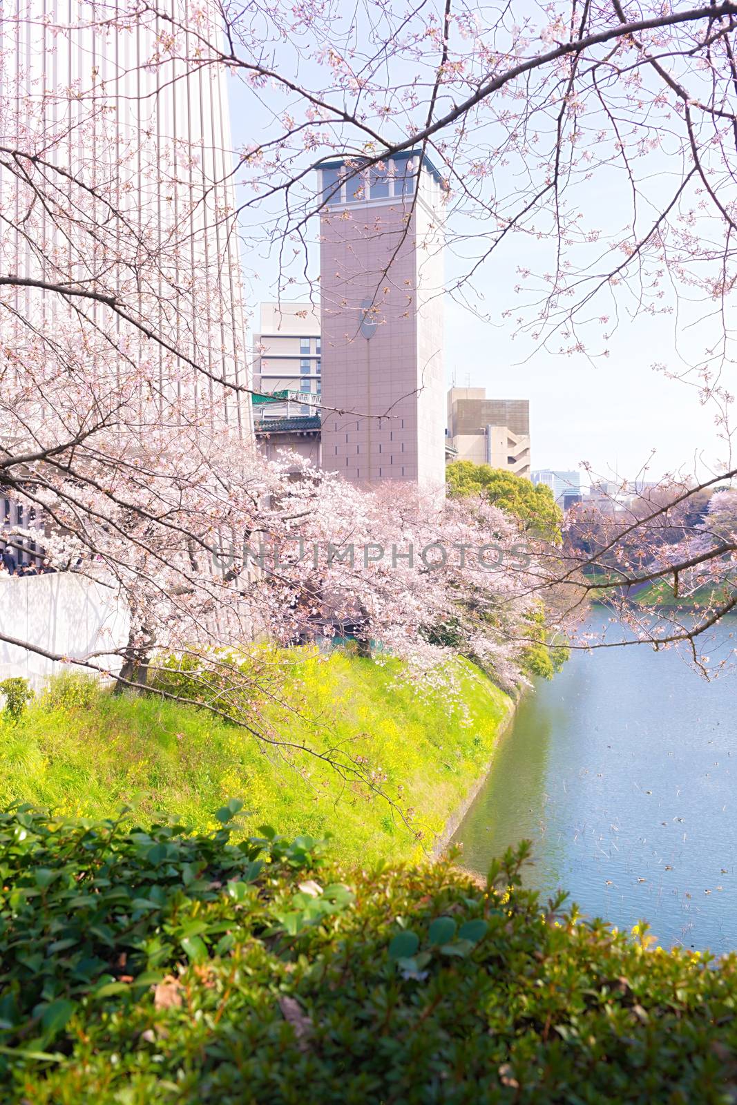 Sakura blossoms in Tokyo