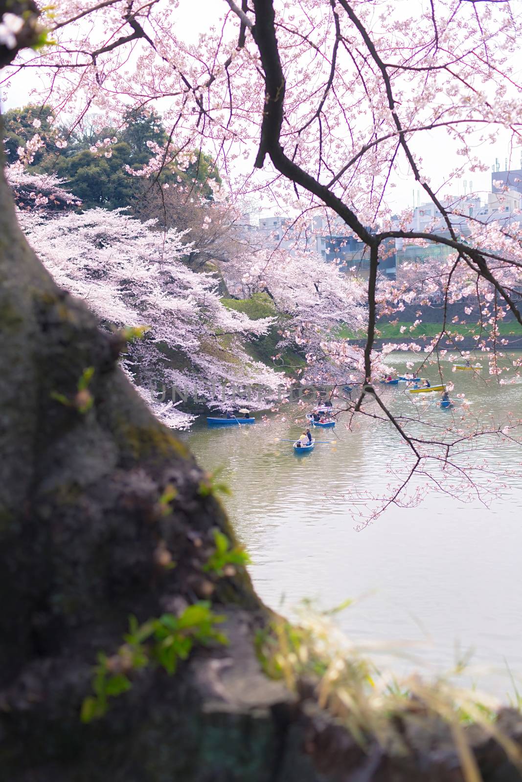 Sakura blossoms in Tokyo