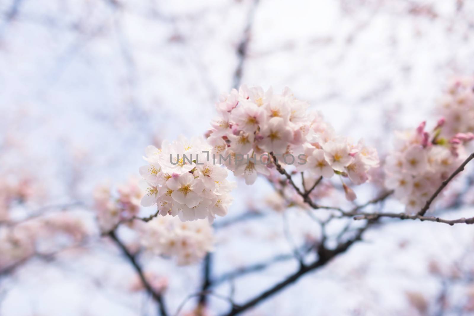 Sakura blossoms in Tokyo