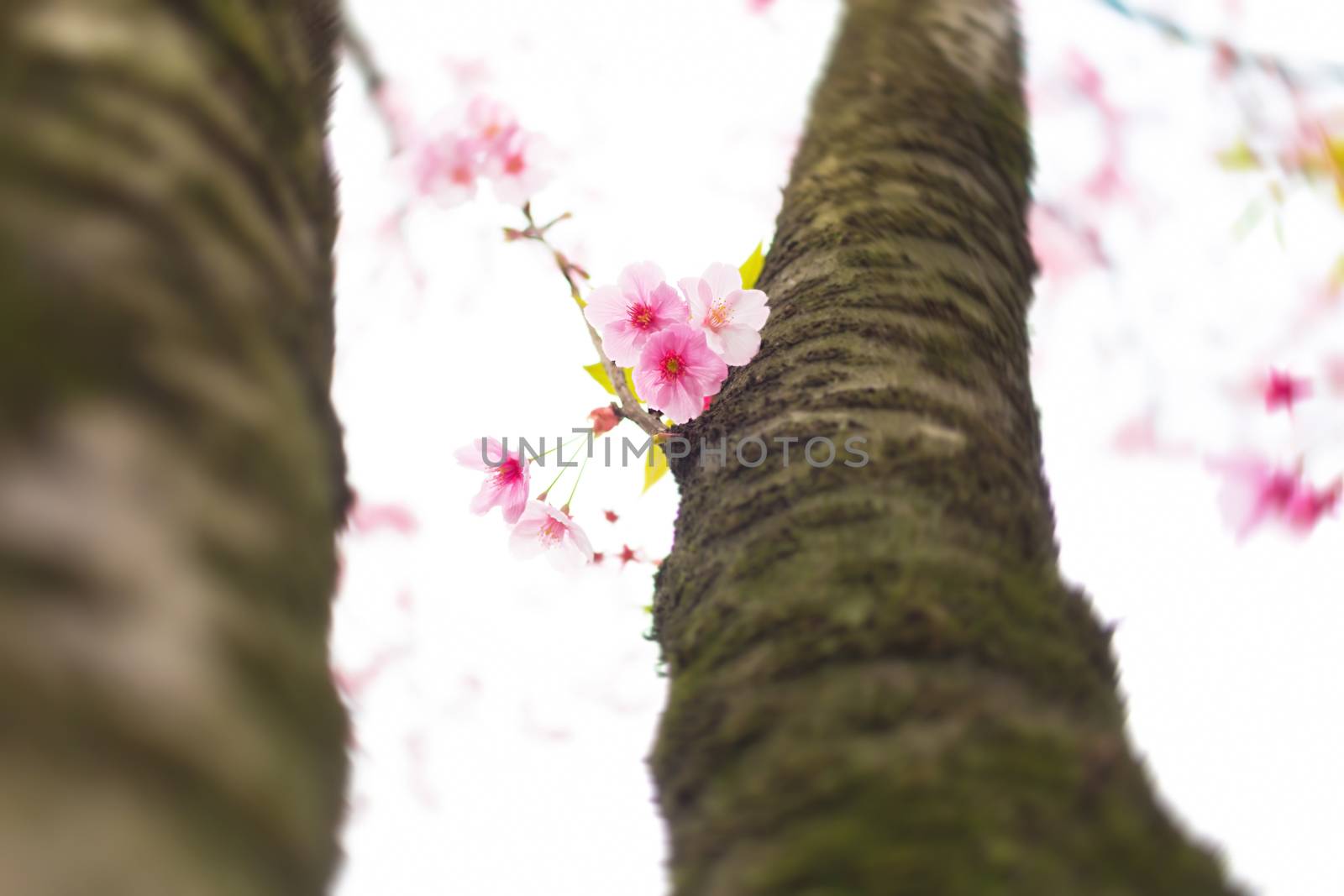 Sakura blossoms in Tokyo