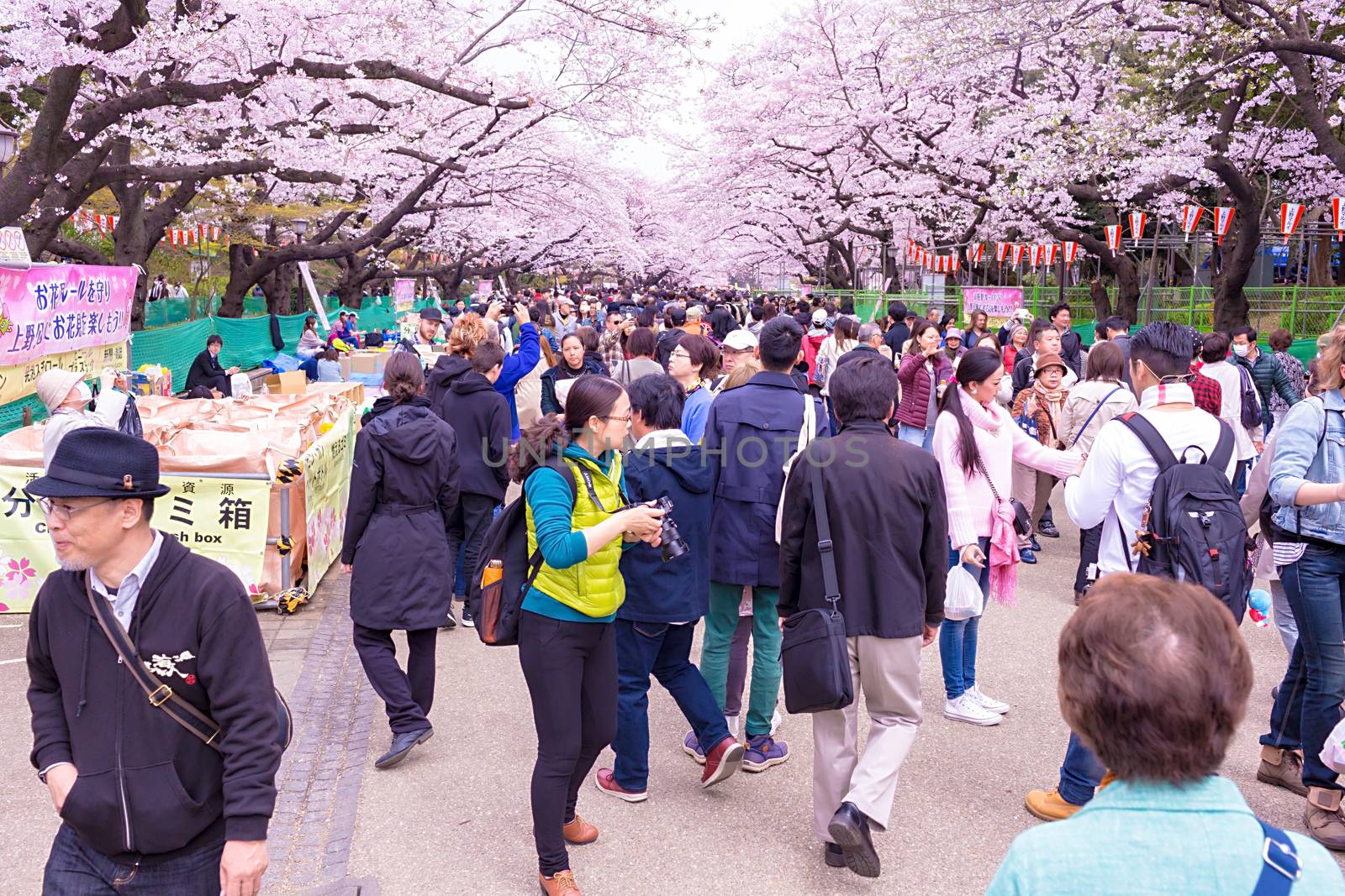 Sakura blossoms in Tokyo
