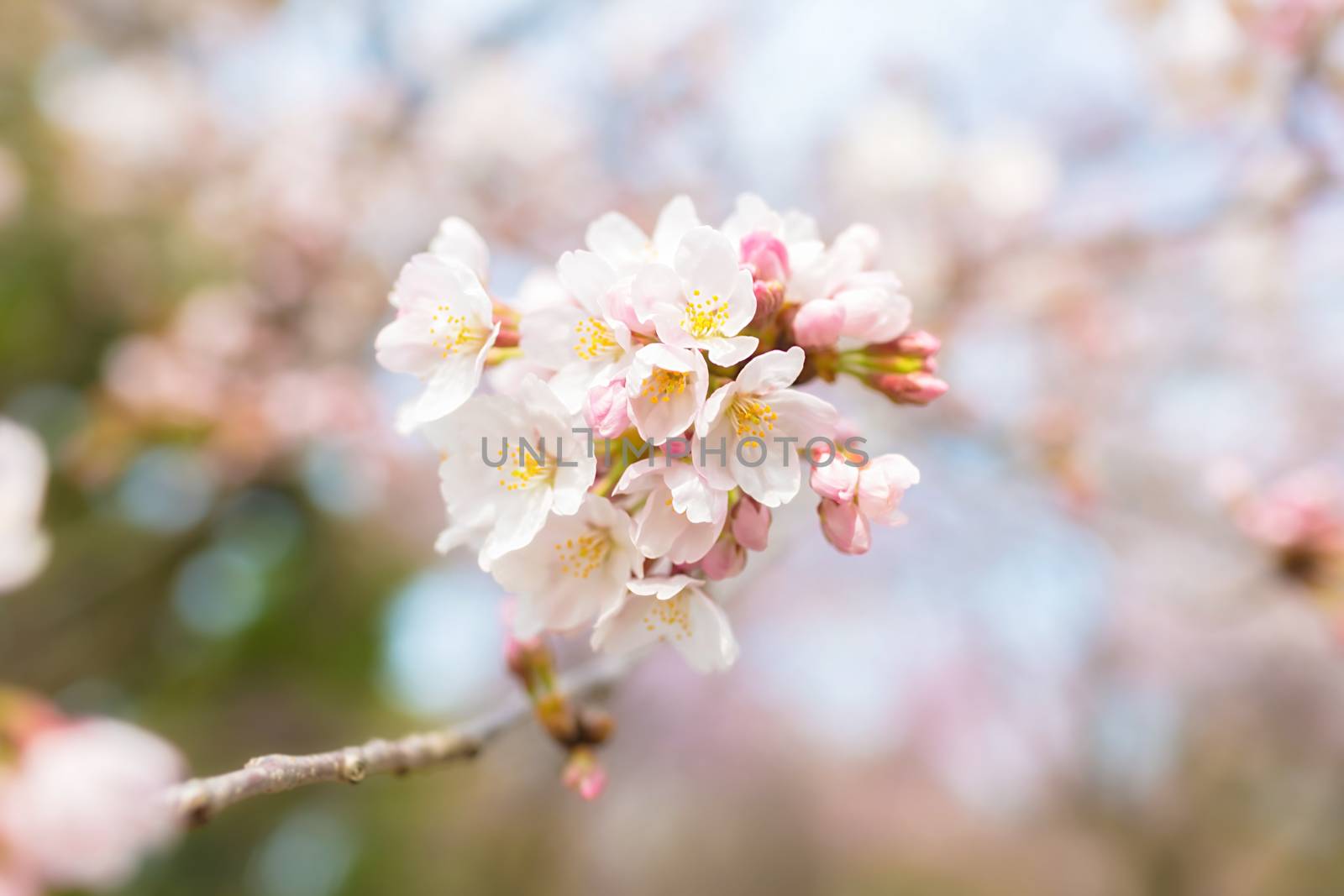 Sakura blossoms in Tokyo