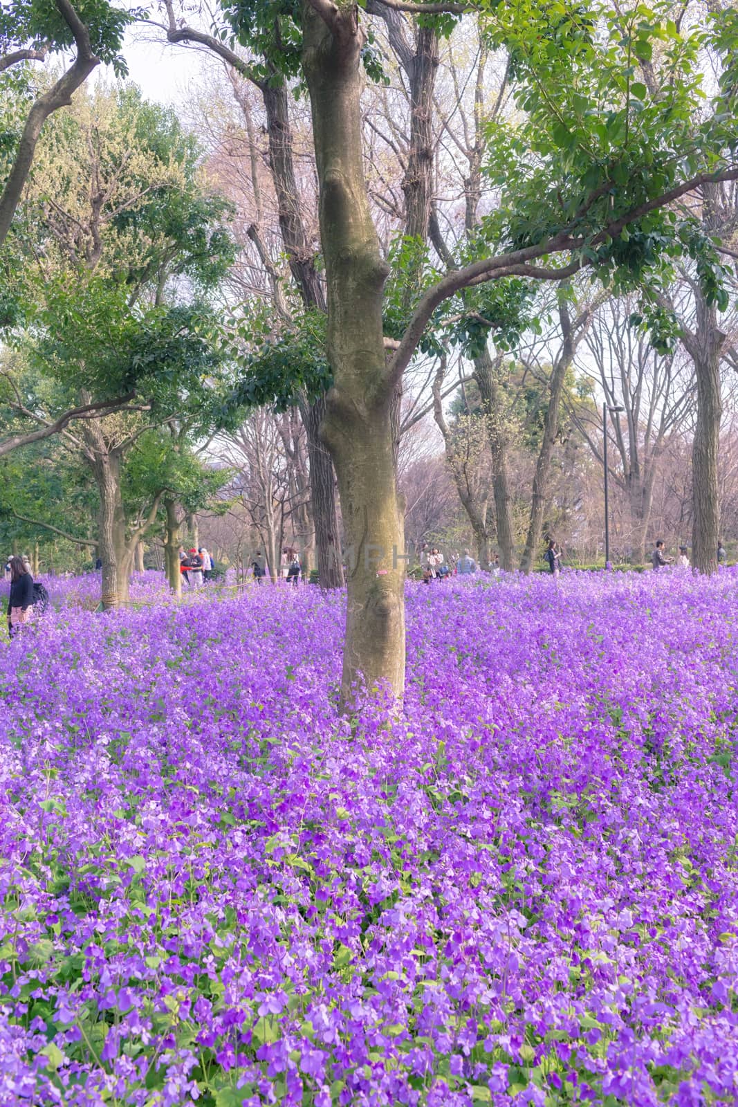 Flowers in parks located at Tokyo, Japan