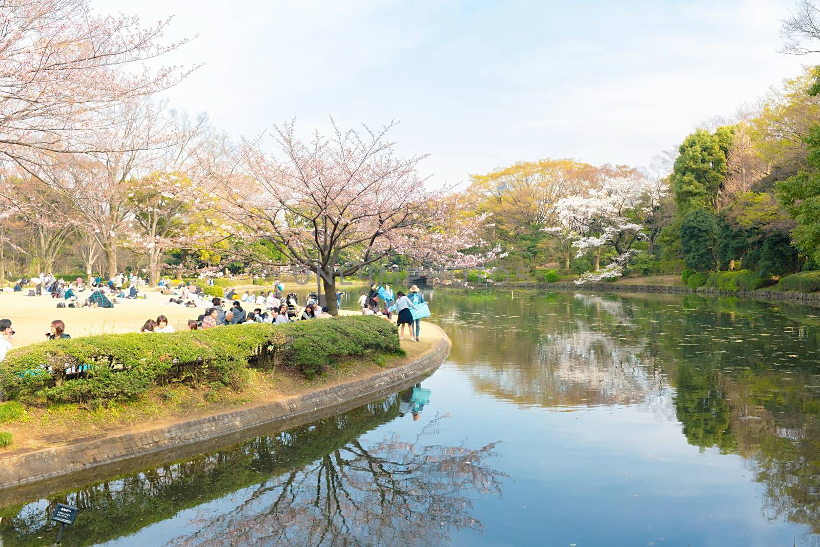 Sakura blossoms in Tokyo