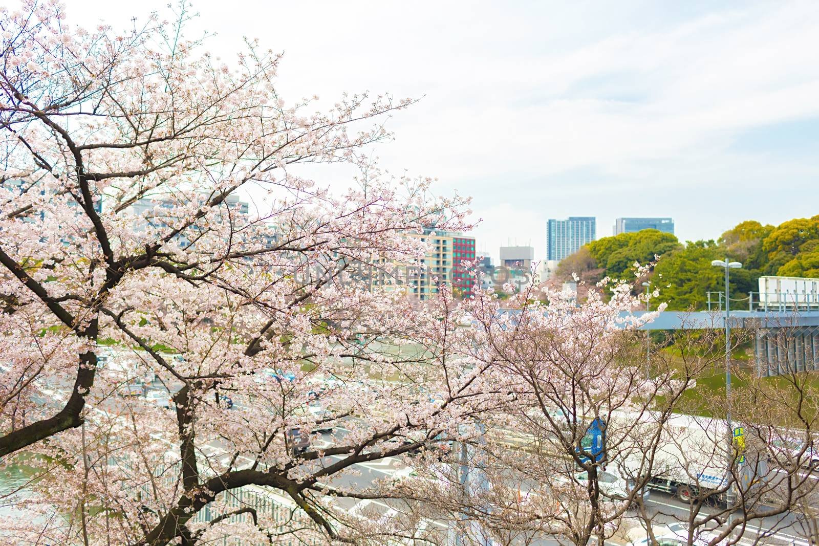 Sakura blossoms in Tokyo