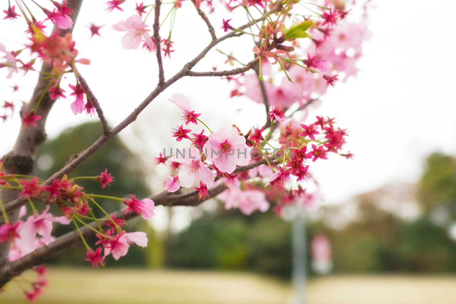 Sakura blossoms in Tokyo