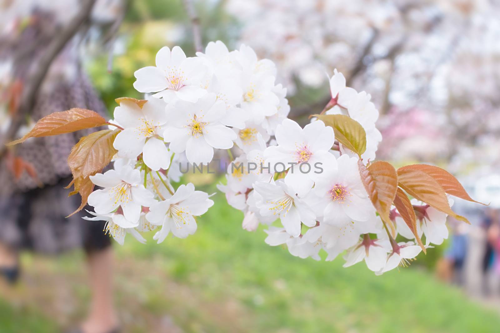 Sakura blossoms in Tokyo