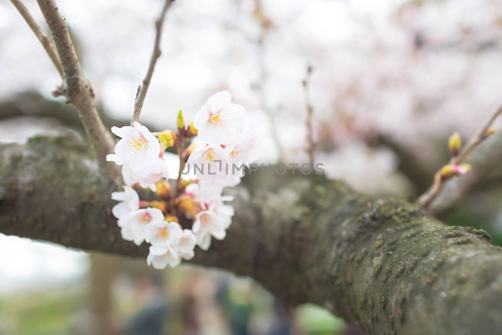 Sakura blossoms in Tokyo