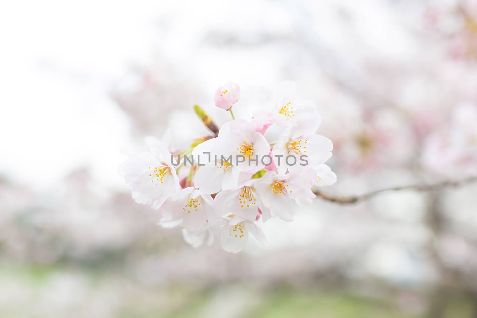 Sakura blossoms in Tokyo
