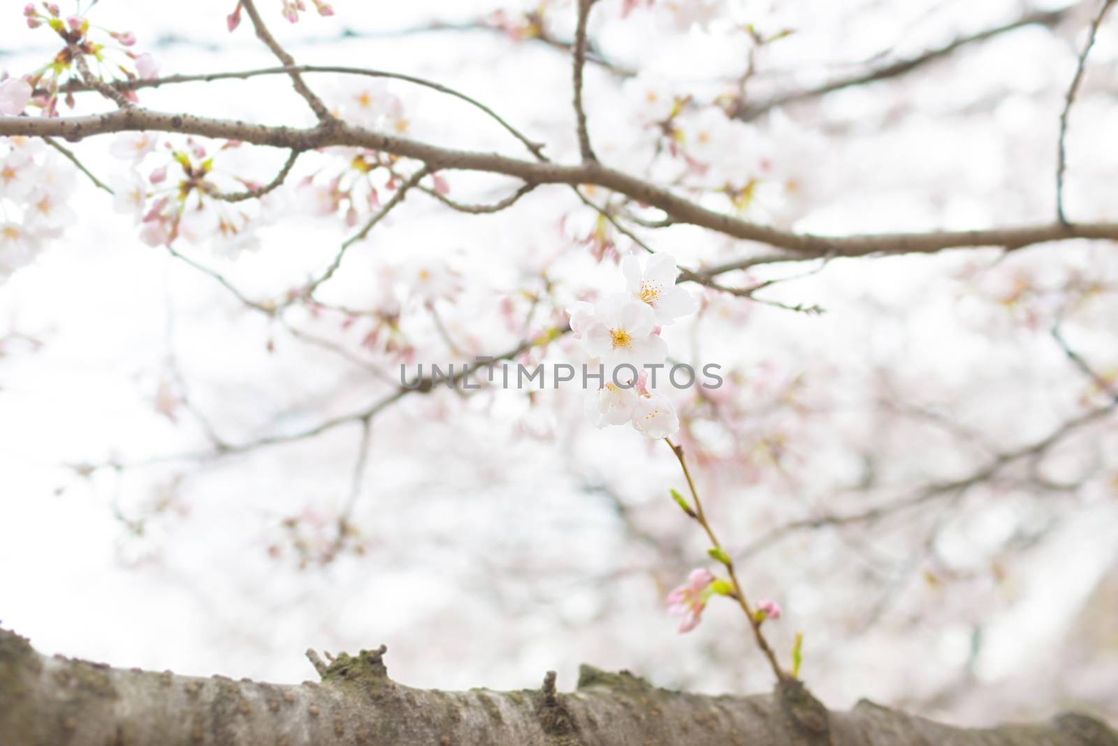 Sakura blossoms in Tokyo