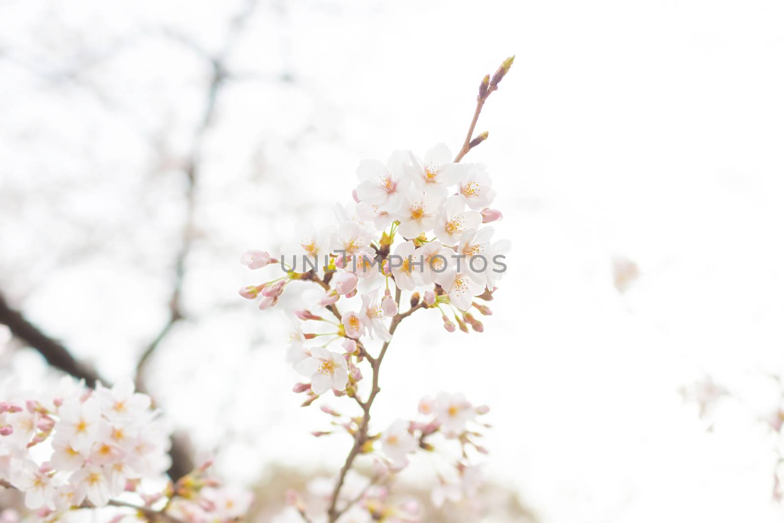 Sakura blossoms in Tokyo