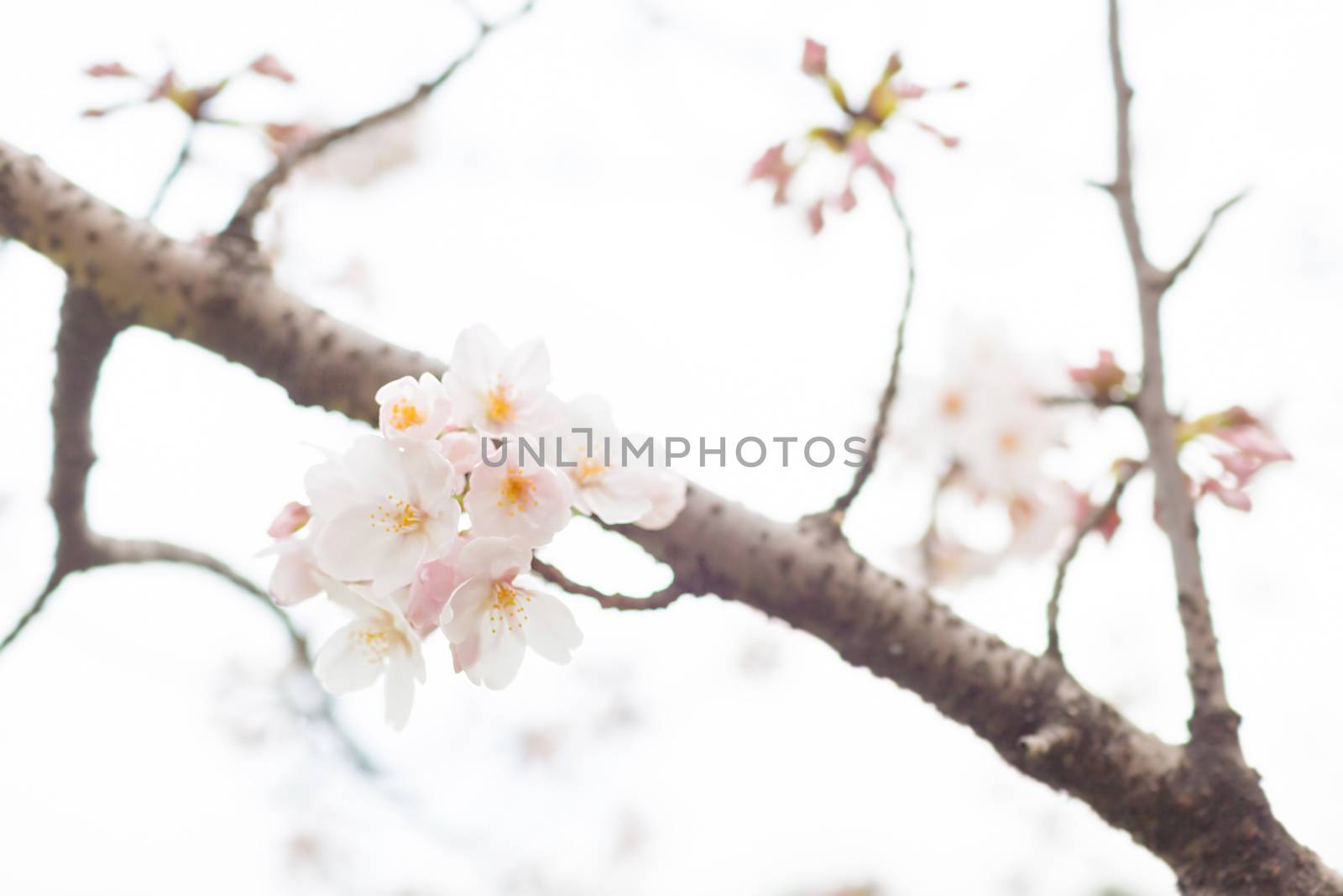 Sakura blossoms in Tokyo