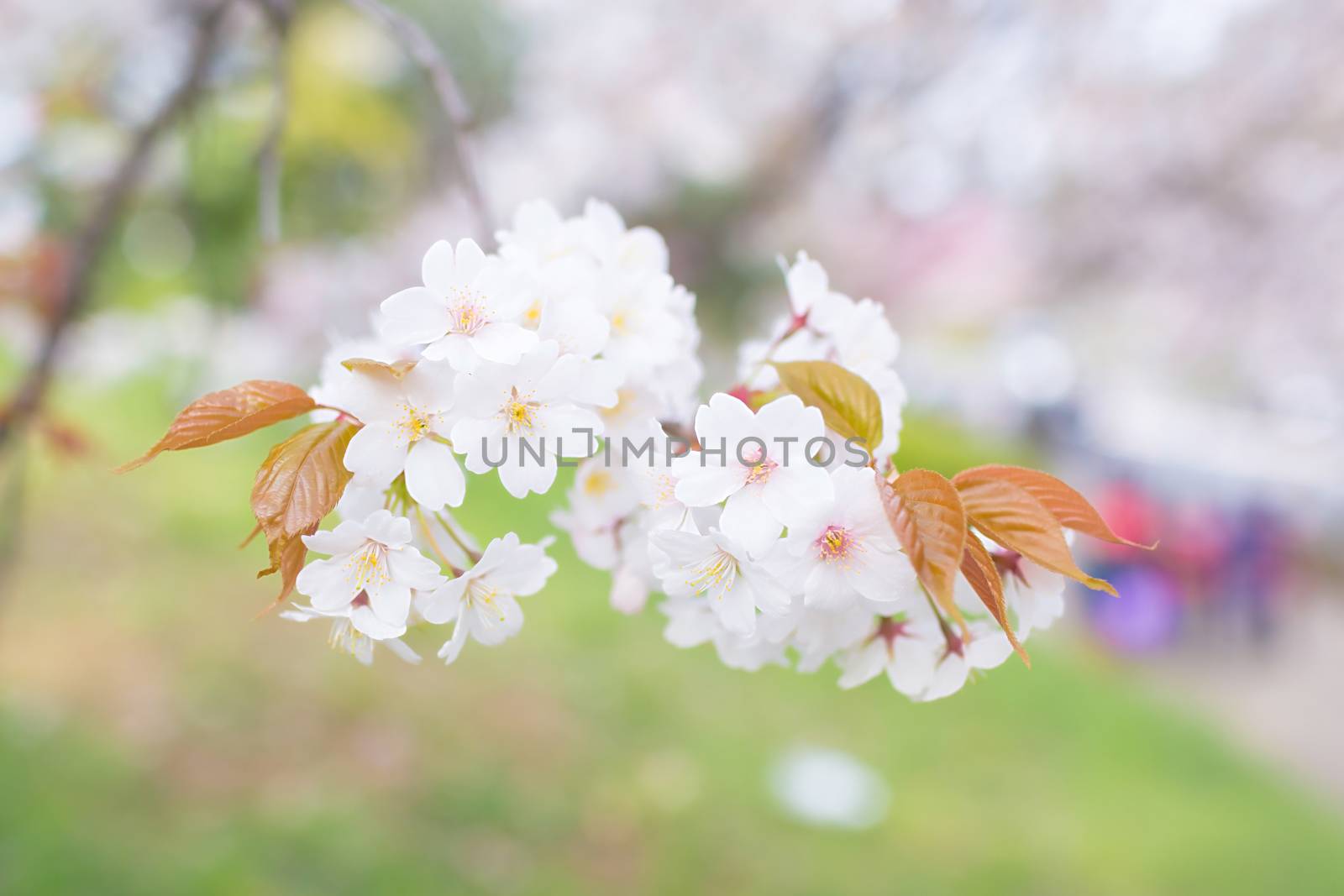 Sakura blossoms in Tokyo