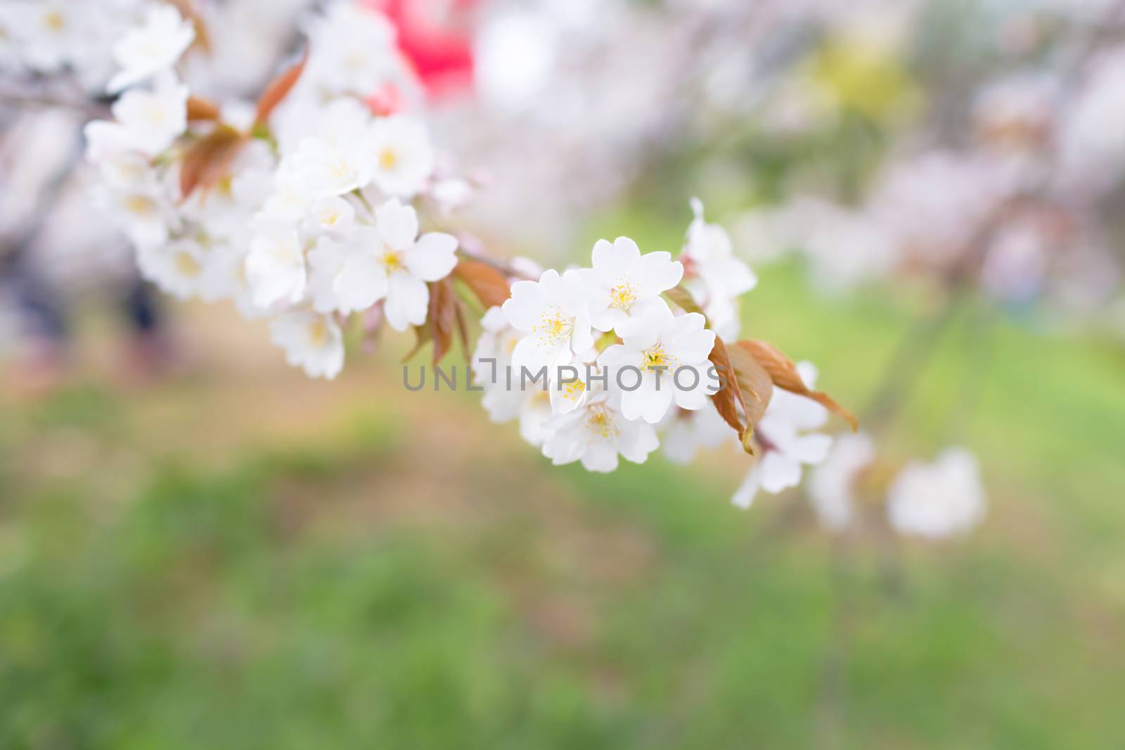 Sakura blossoms in Tokyo