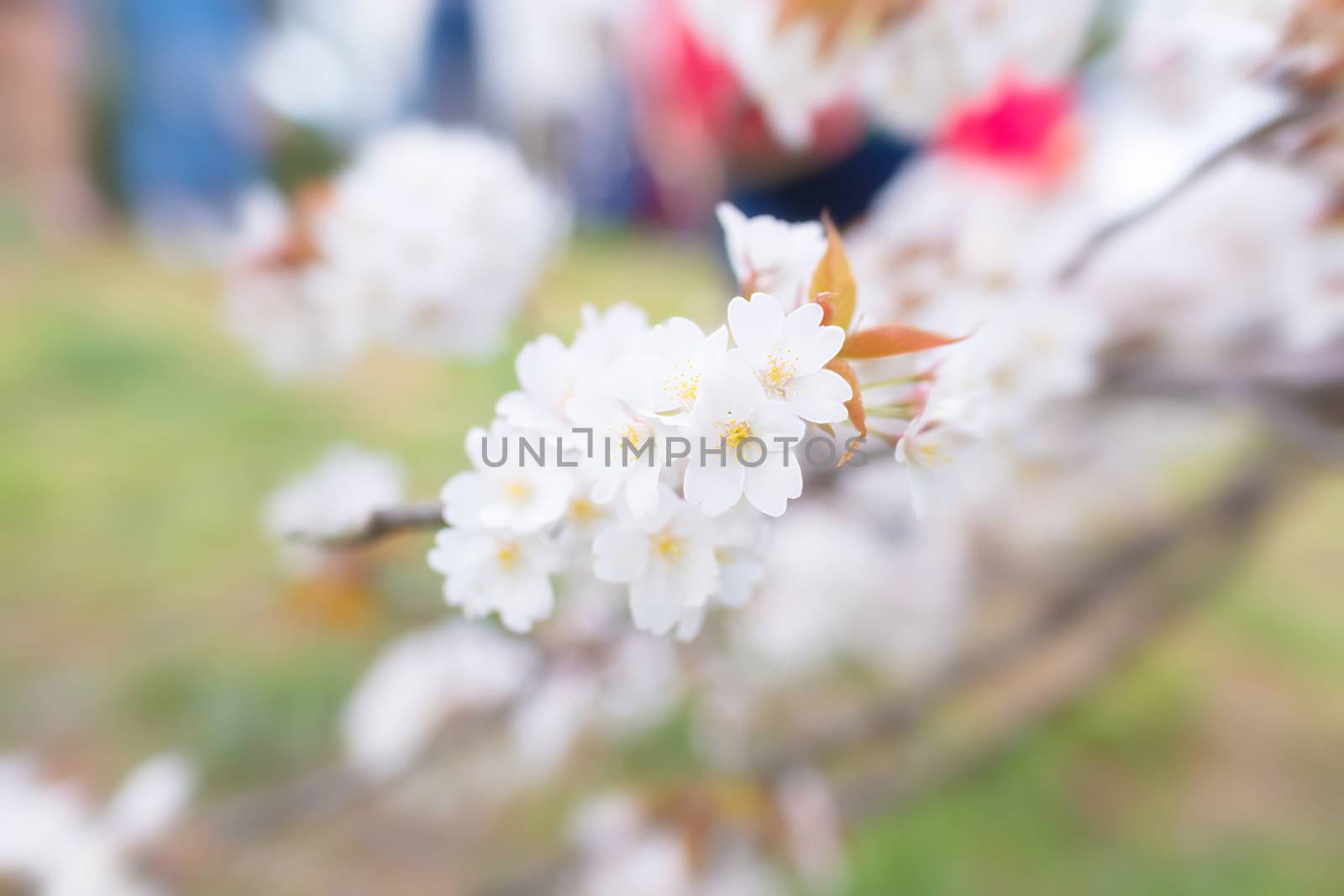 Sakura blossoms in Tokyo