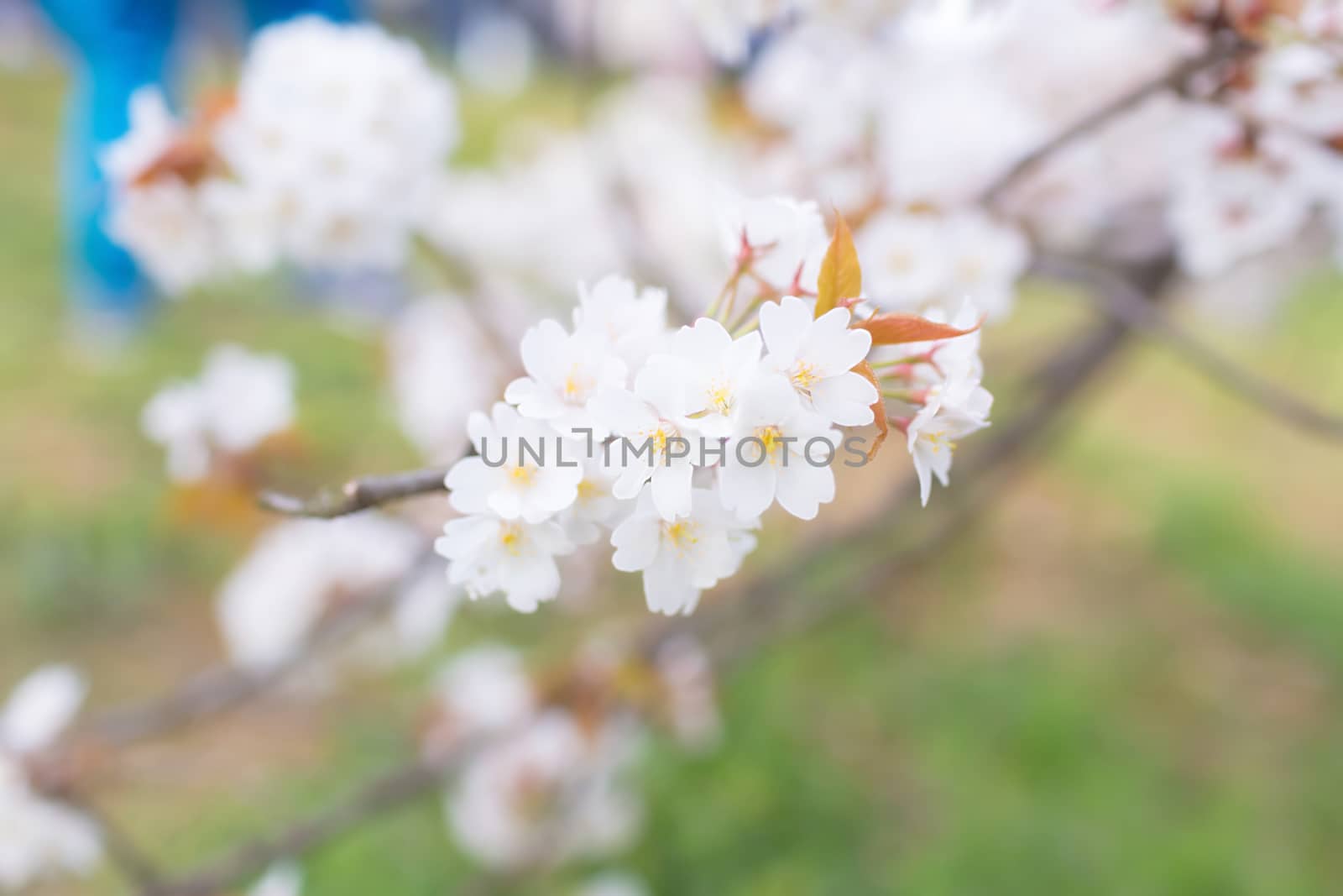 Sakura blossoms in Tokyo