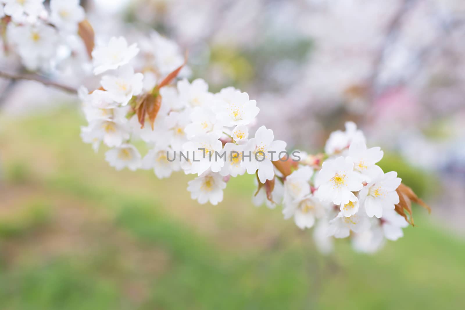 Sakura blossoms in Tokyo