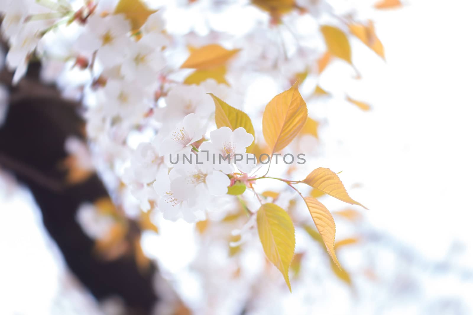 Sakura blossoms in Tokyo
