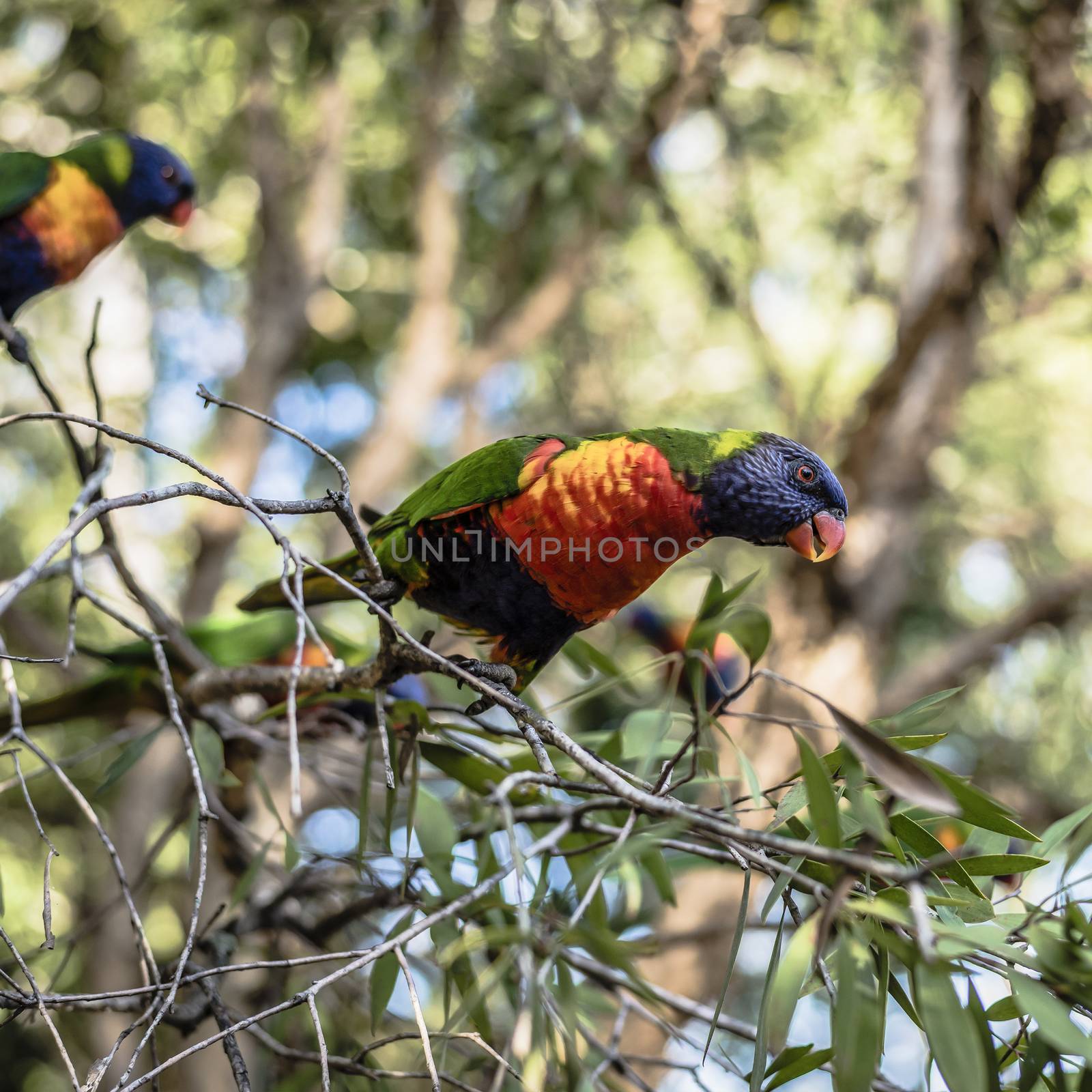Rainbow lorikeets outside during the day. by artistrobd