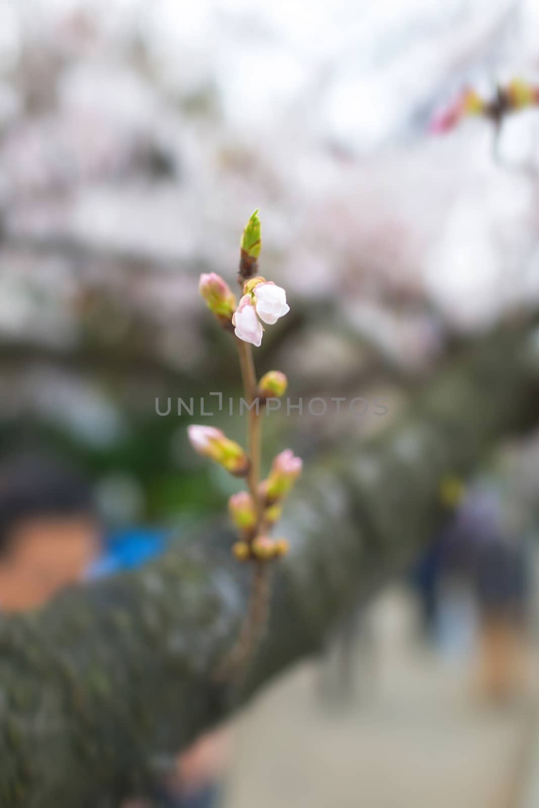 Sakura blossoms in Tokyo