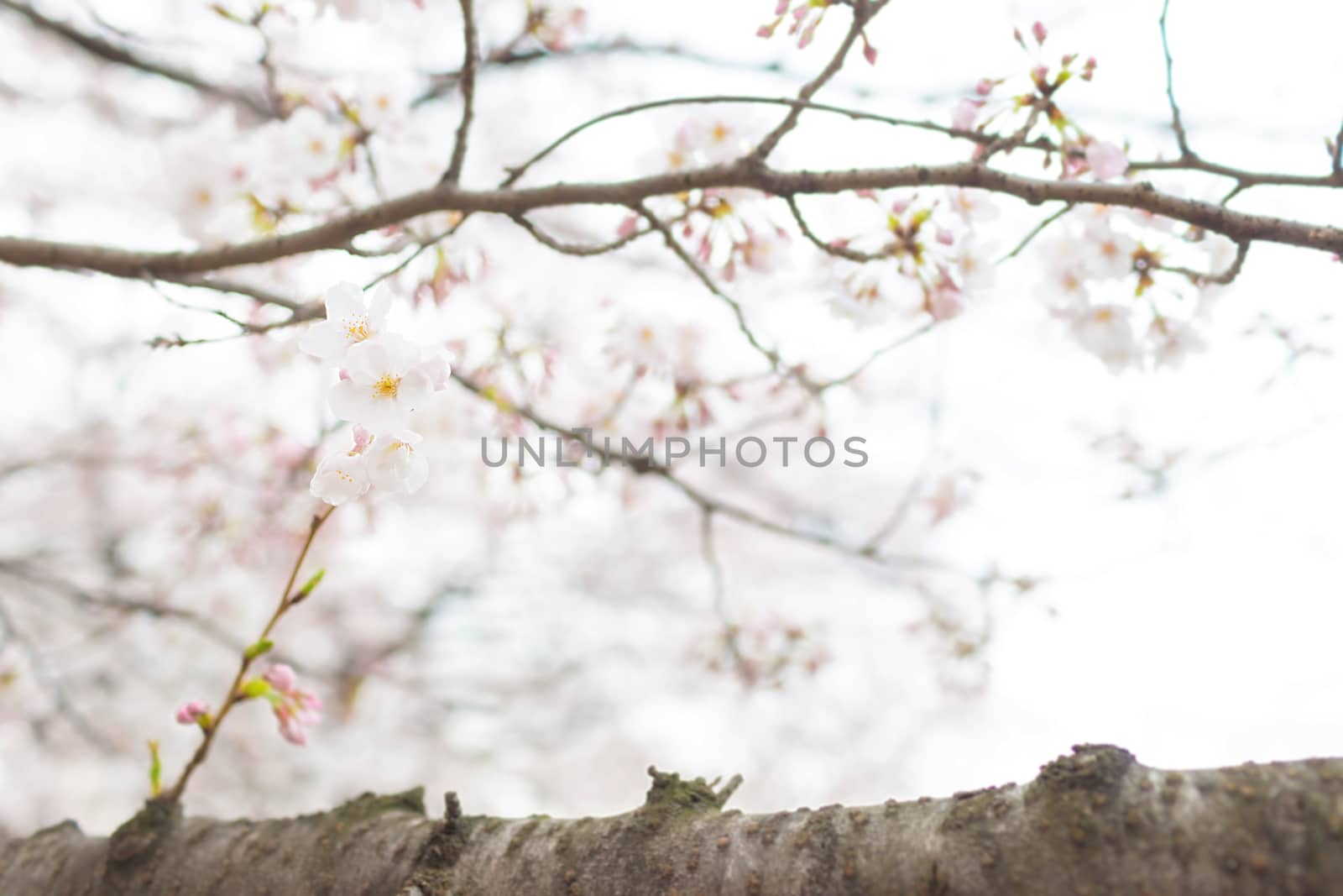 Sakura blossoms in Tokyo