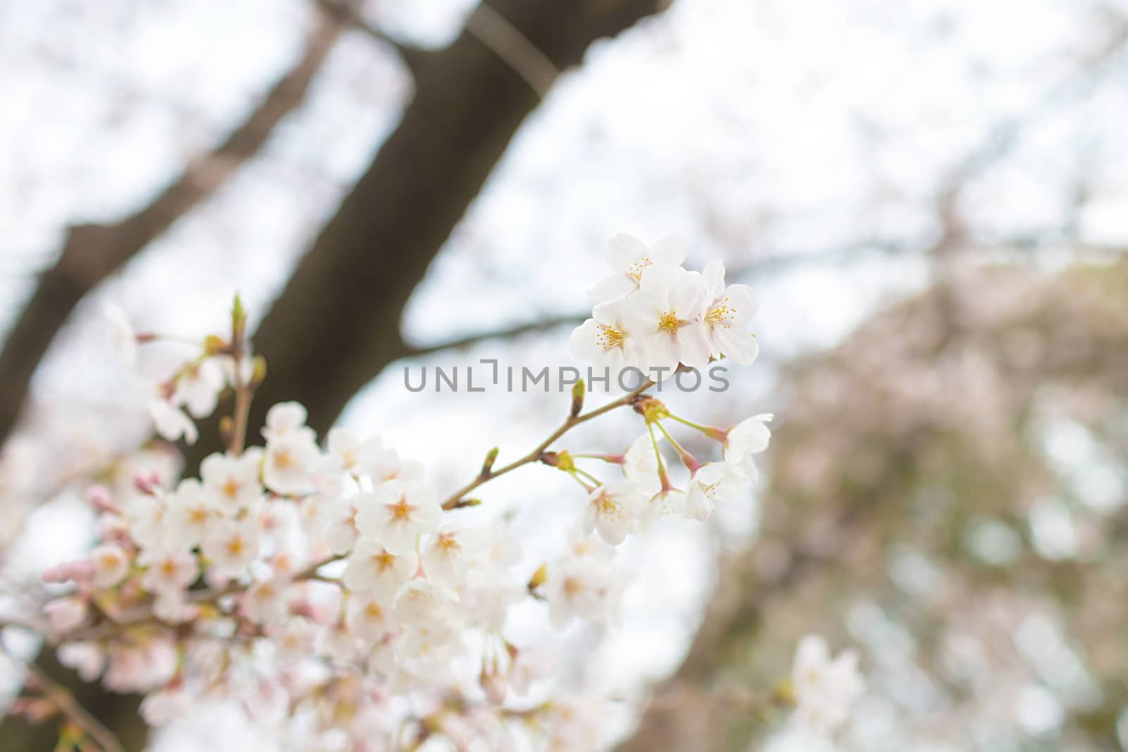 Sakura blossoms in Tokyo