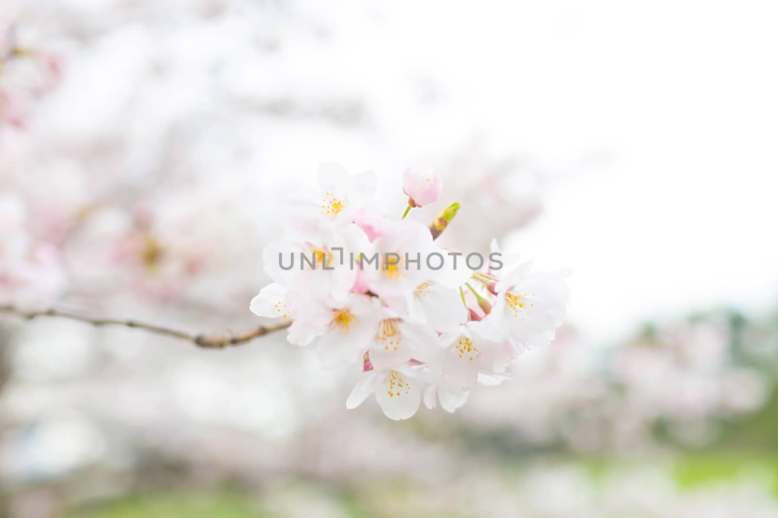 Sakura blossoms in Tokyo