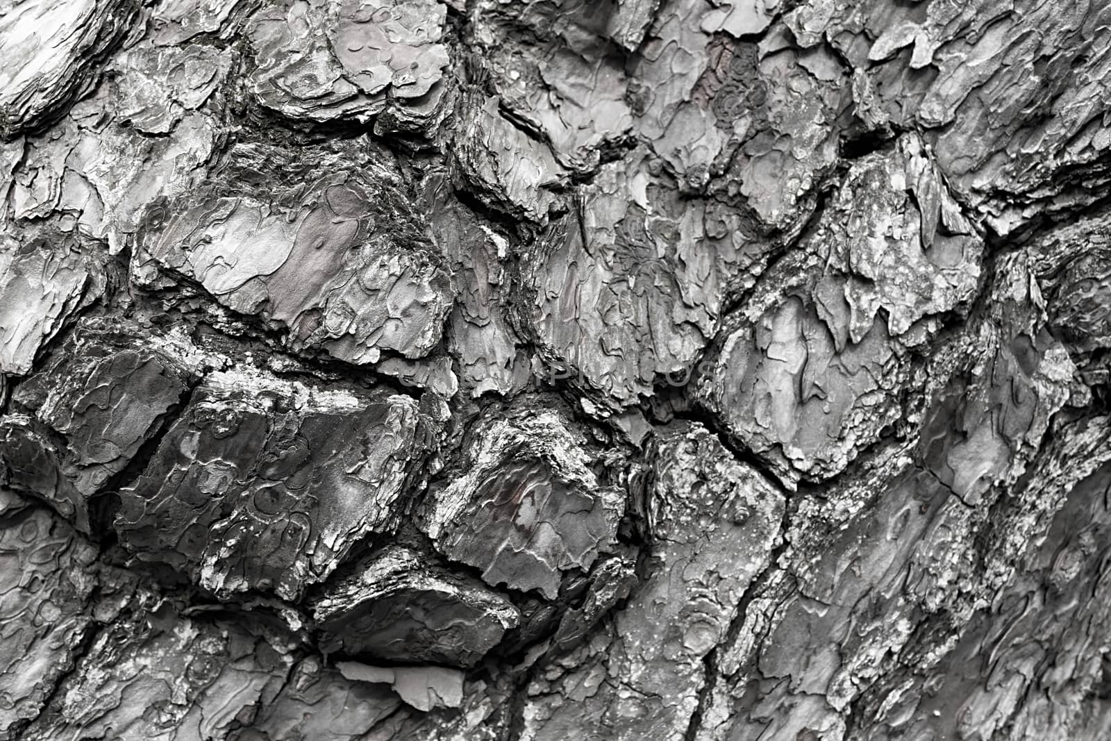 Bark with close-up detailed view