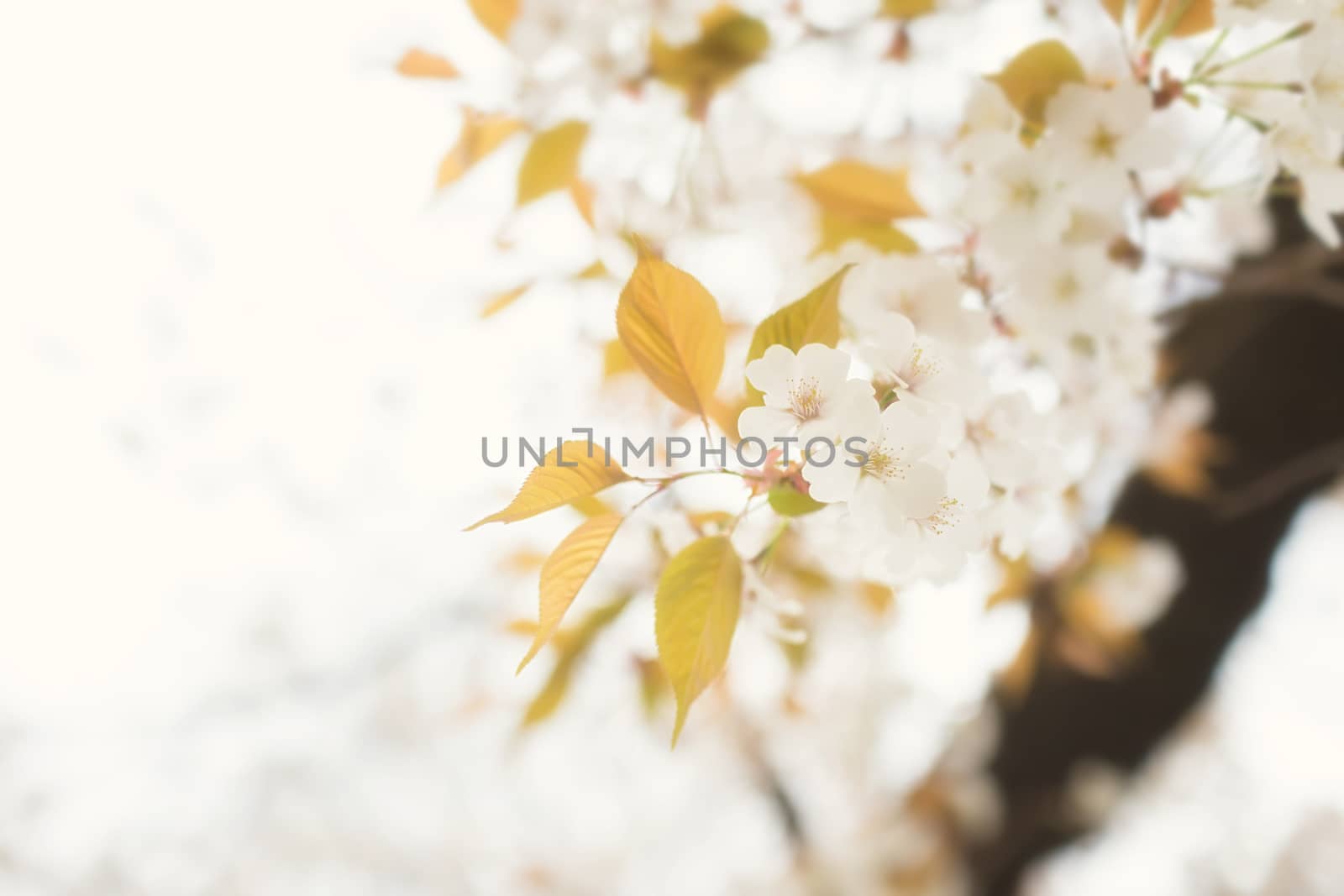 Sakura blossoms in Tokyo