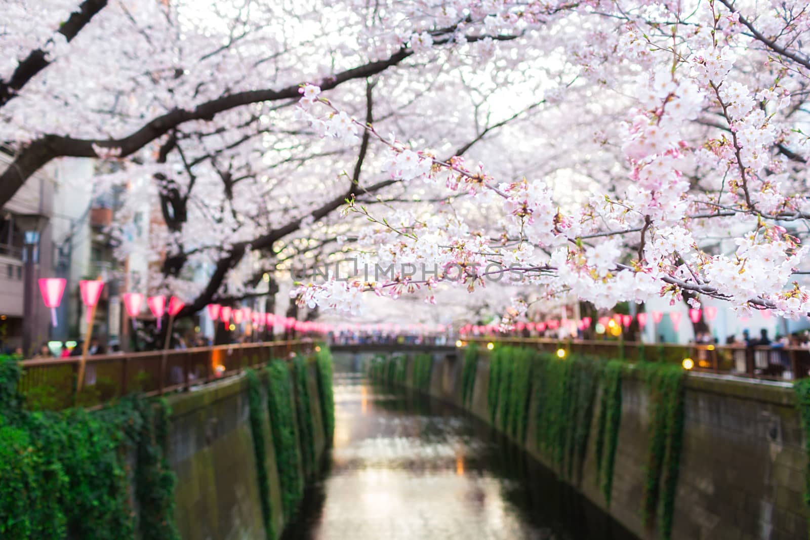Sakura blossoms in Tokyo