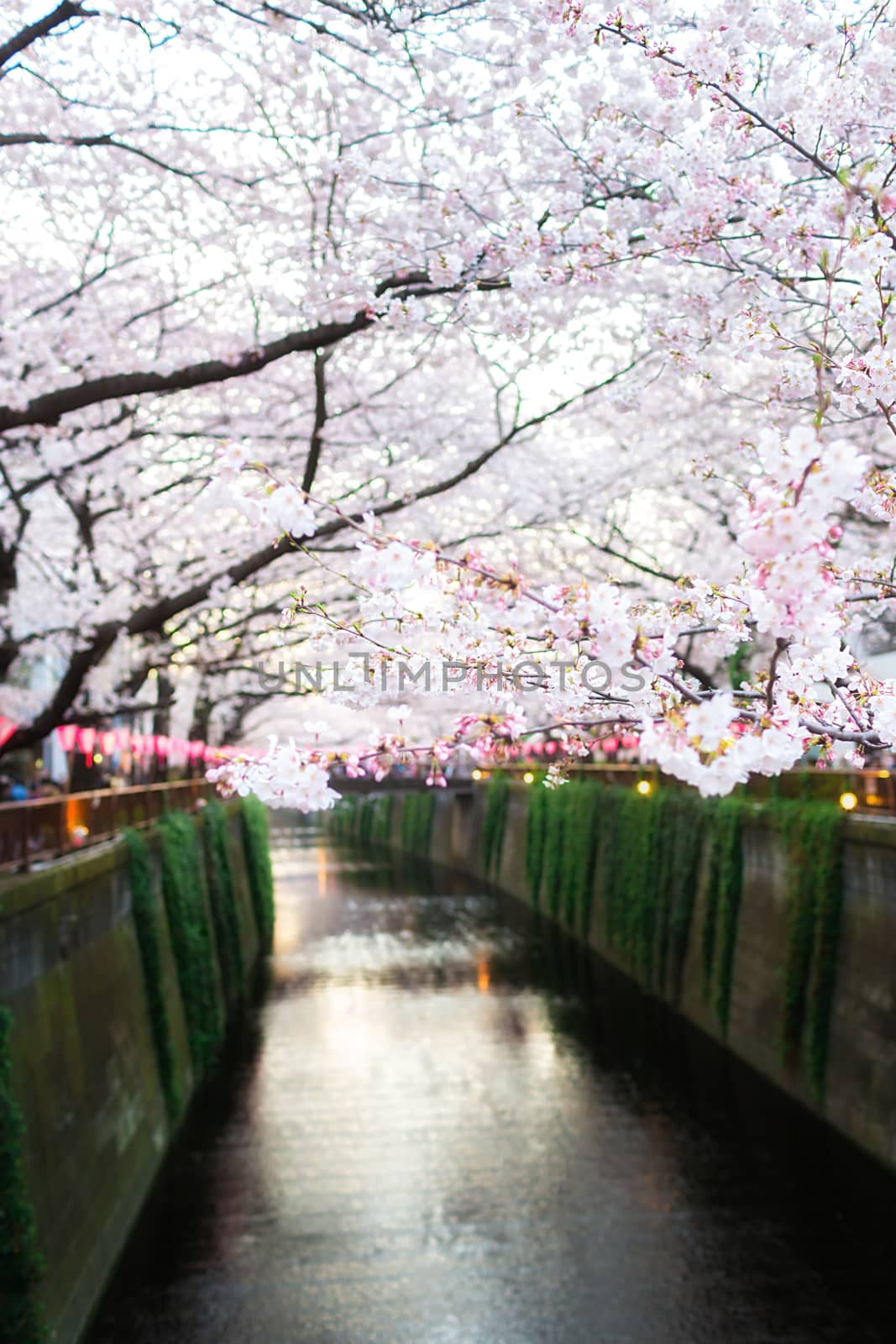Sakura blossoms in Tokyo