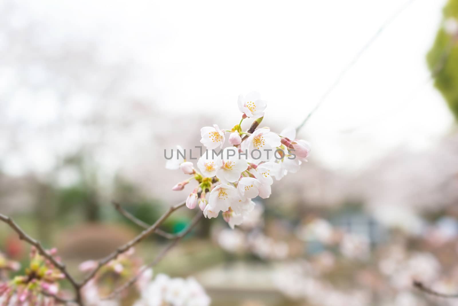 Sakura blossoms in Tokyo