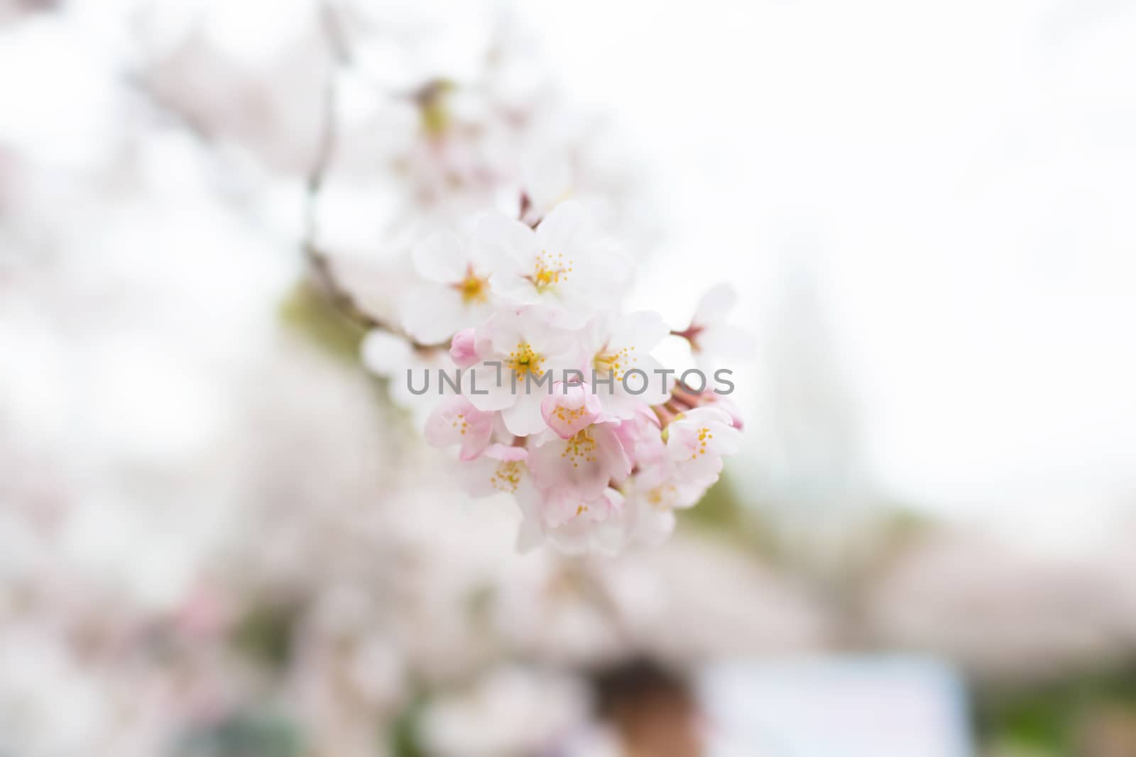Sakura blossoms in Tokyo