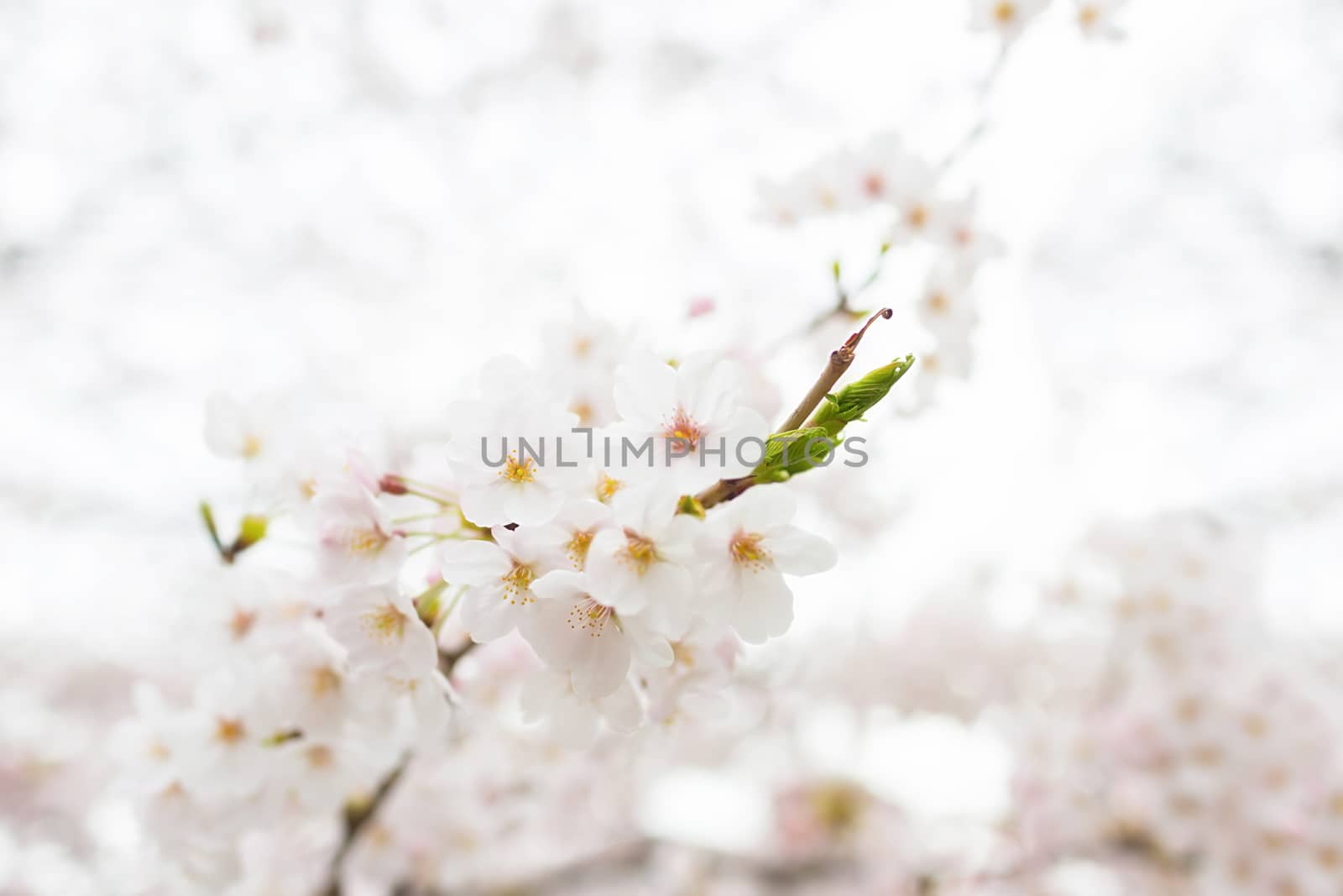 Sakura blossoms in Tokyo