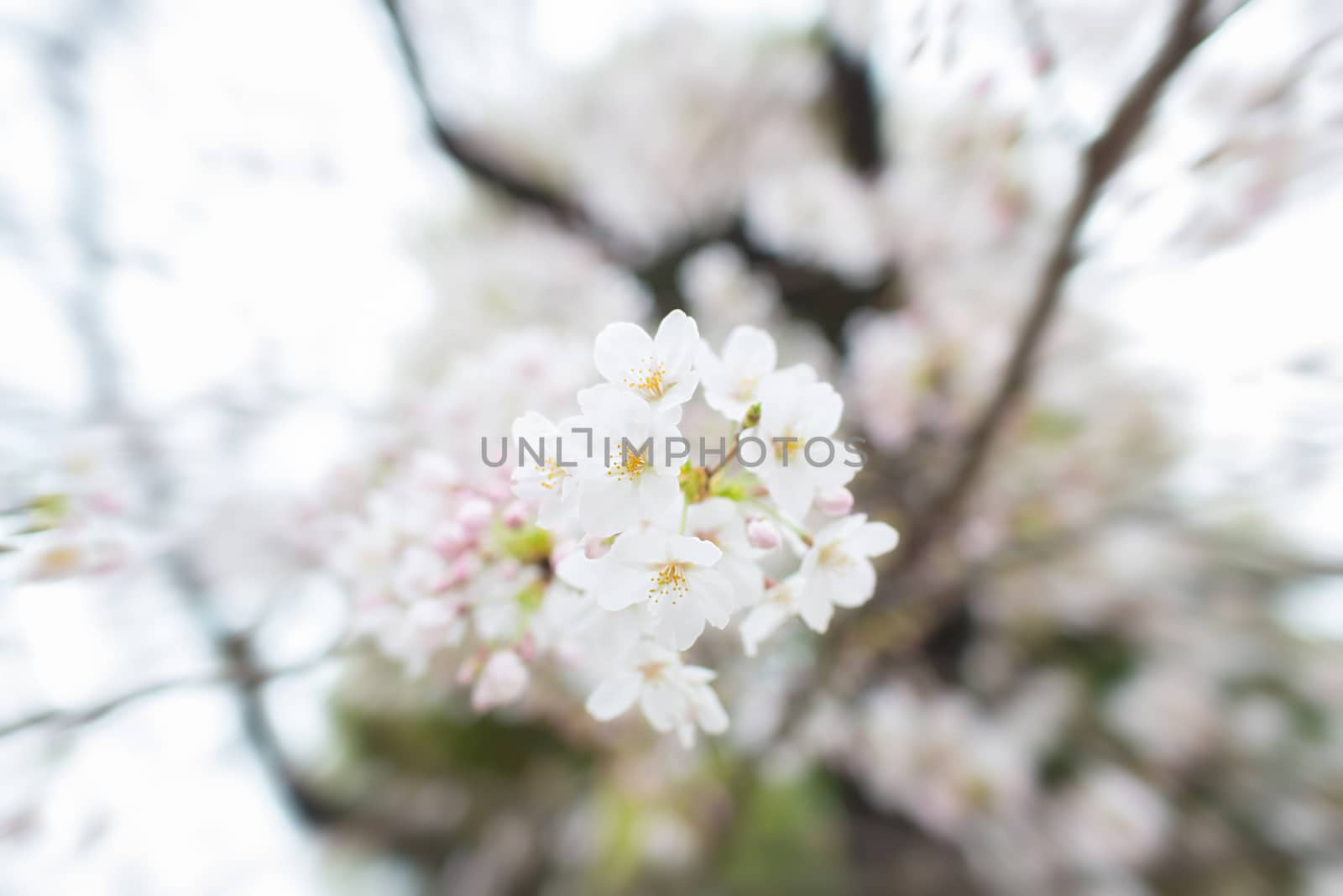 Sakura blossoms in Tokyo