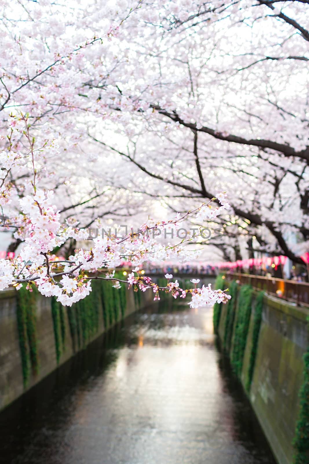 Sakura blossoms in Tokyo