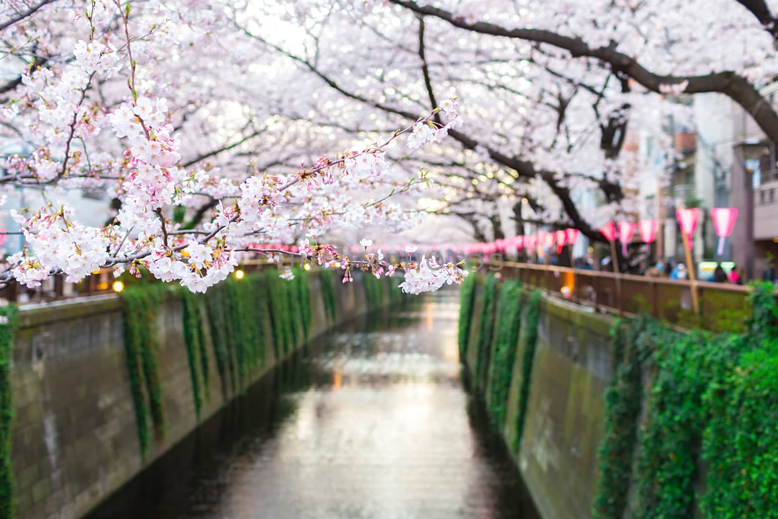 Sakura blossoms in Tokyo