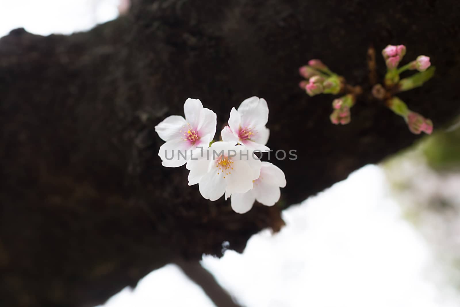 Sakura blossoms in Tokyo
