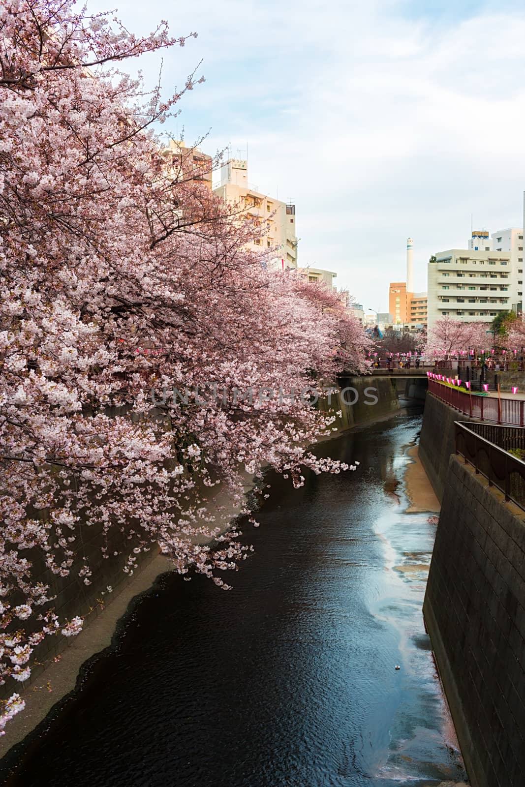 Sakura blossoms in Tokyo