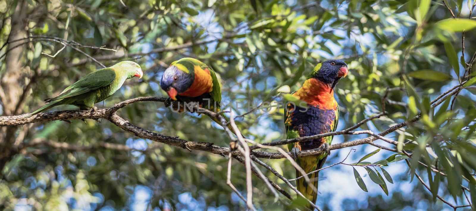 Rainbow lorikeets outside during the day. by artistrobd