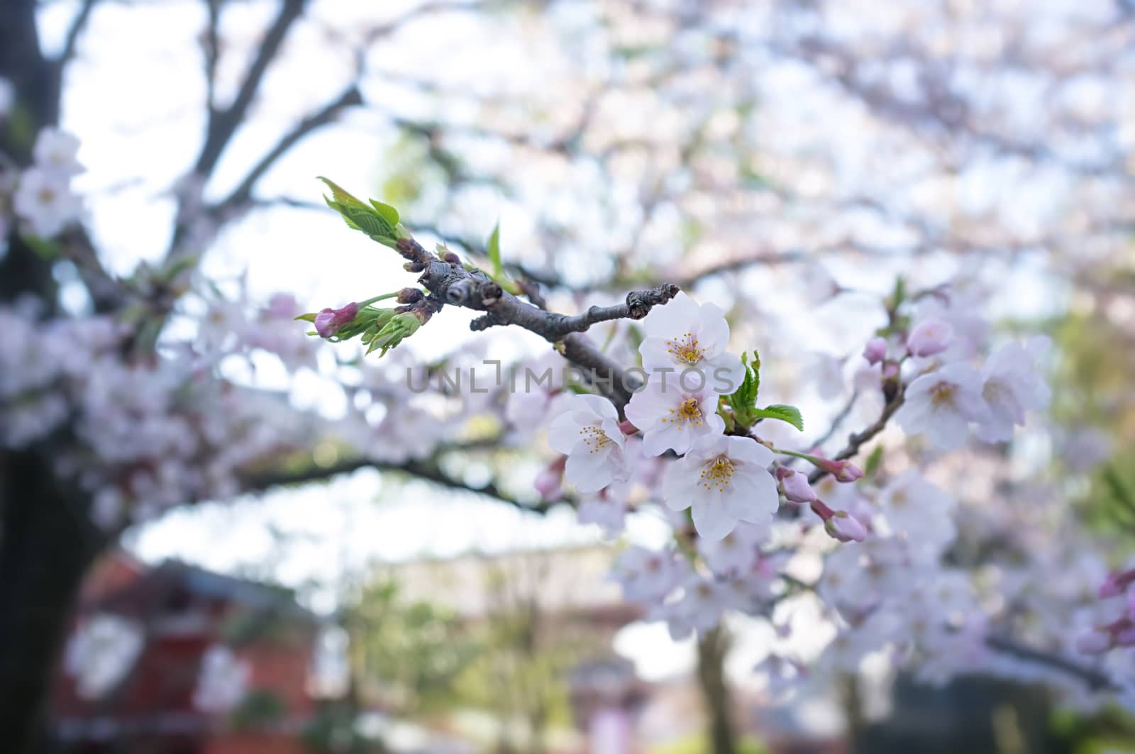 Sakura blossoms in Tokyo